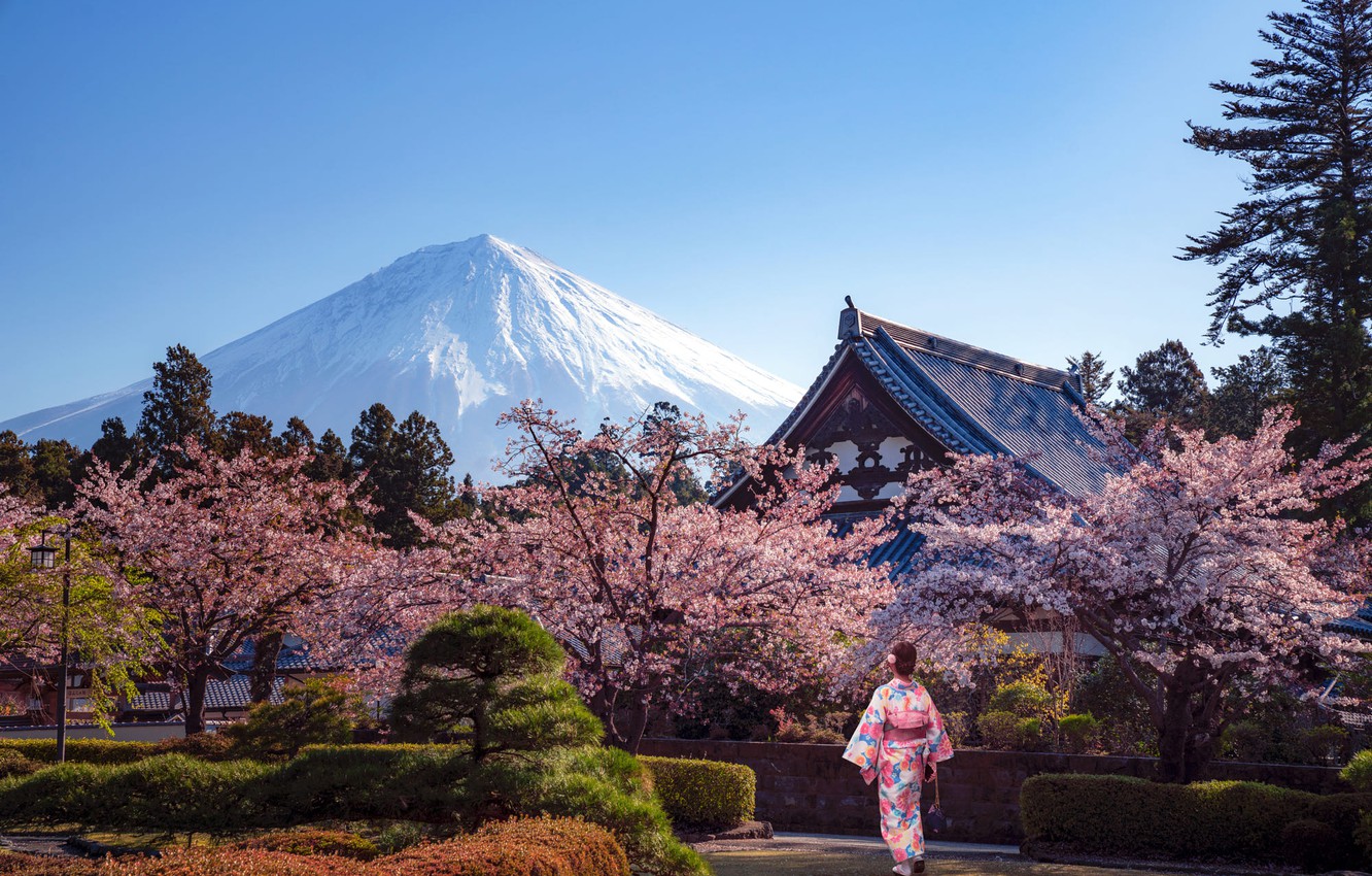 Cherry Blossom Landscape Wallpapers