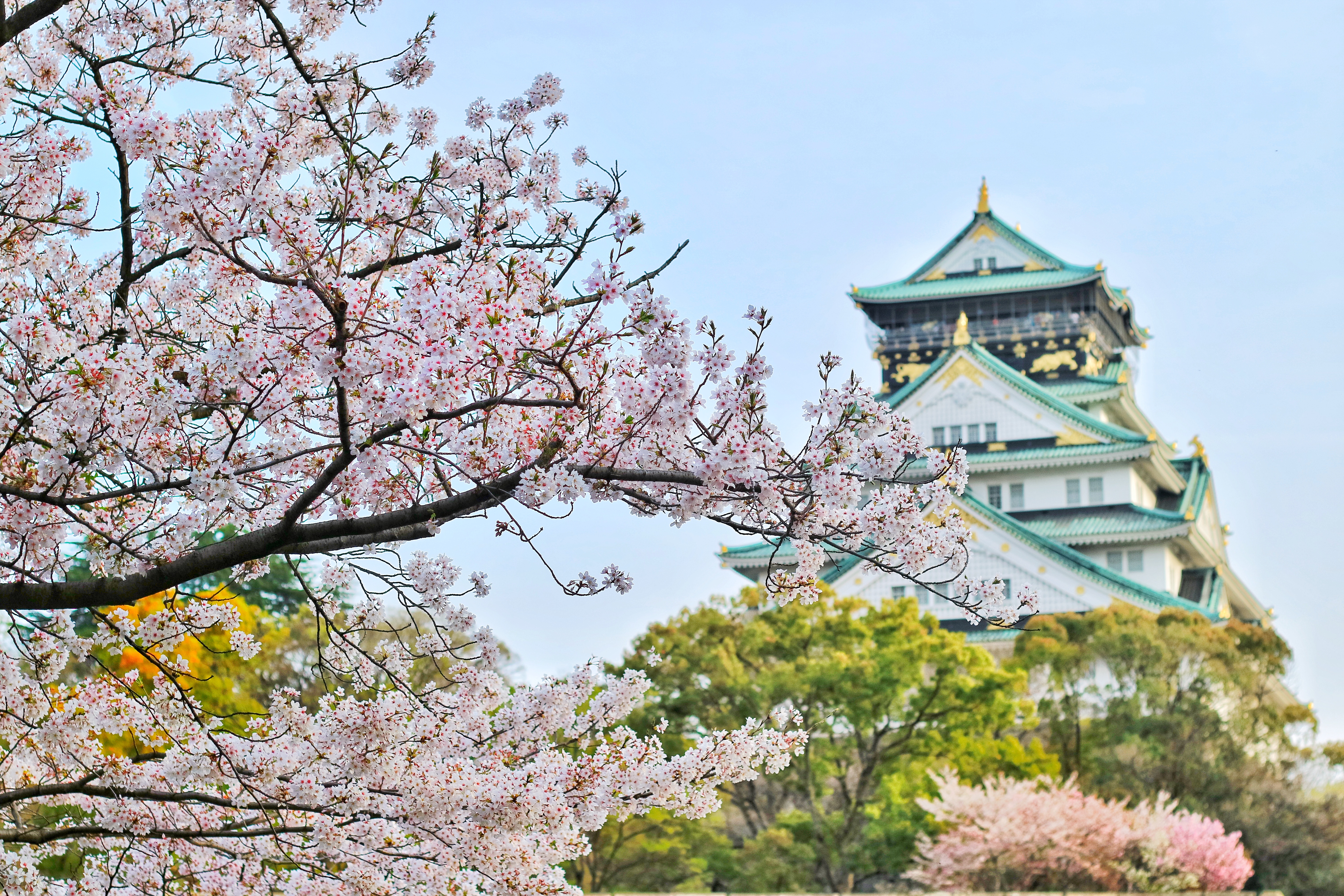 Cherry Blossom Landscape Wallpapers