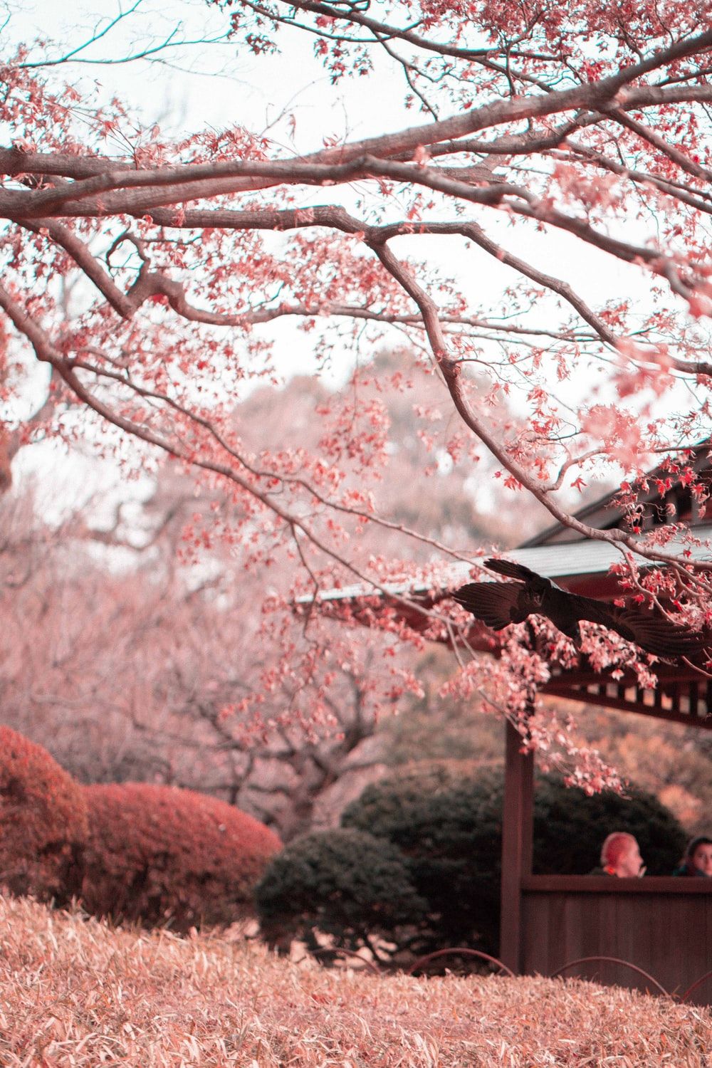 Cherry Blossom Landscape Wallpapers