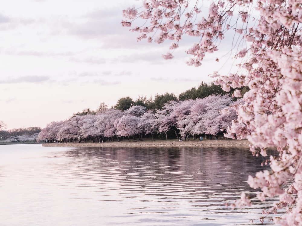 Cherry Blossom Landscape Wallpapers