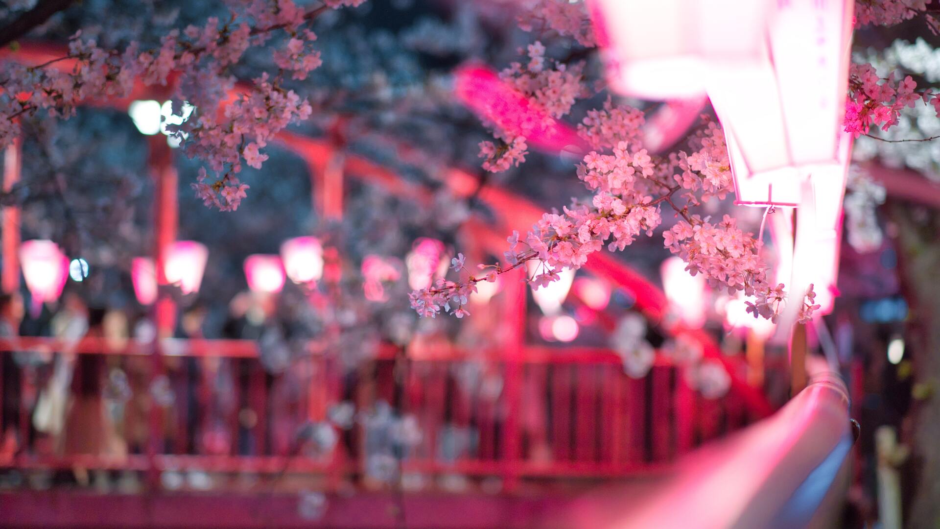 Cherry Blossom Laptop Wallpapers