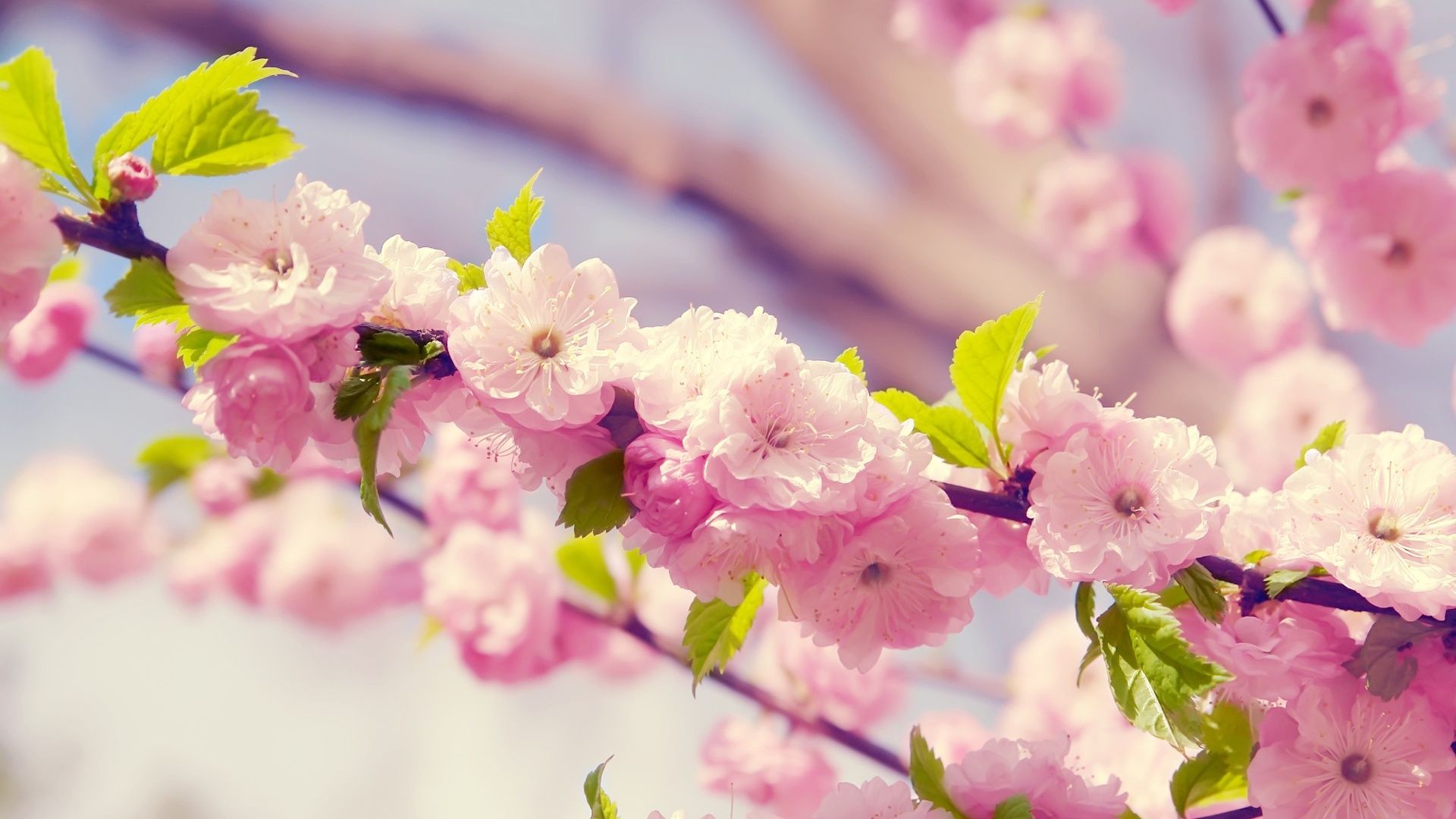 Cherry Blossom Laptop Wallpapers