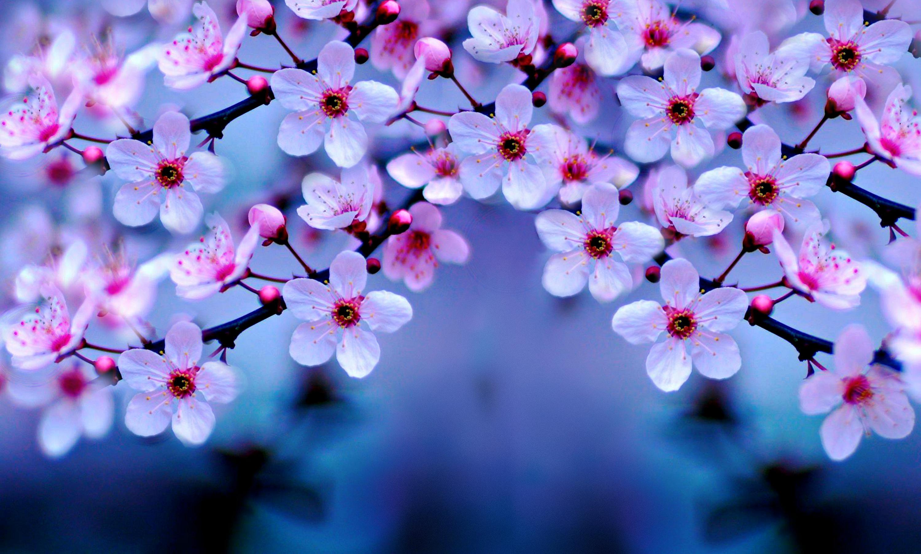 Cherry Blossom Laptop Wallpapers