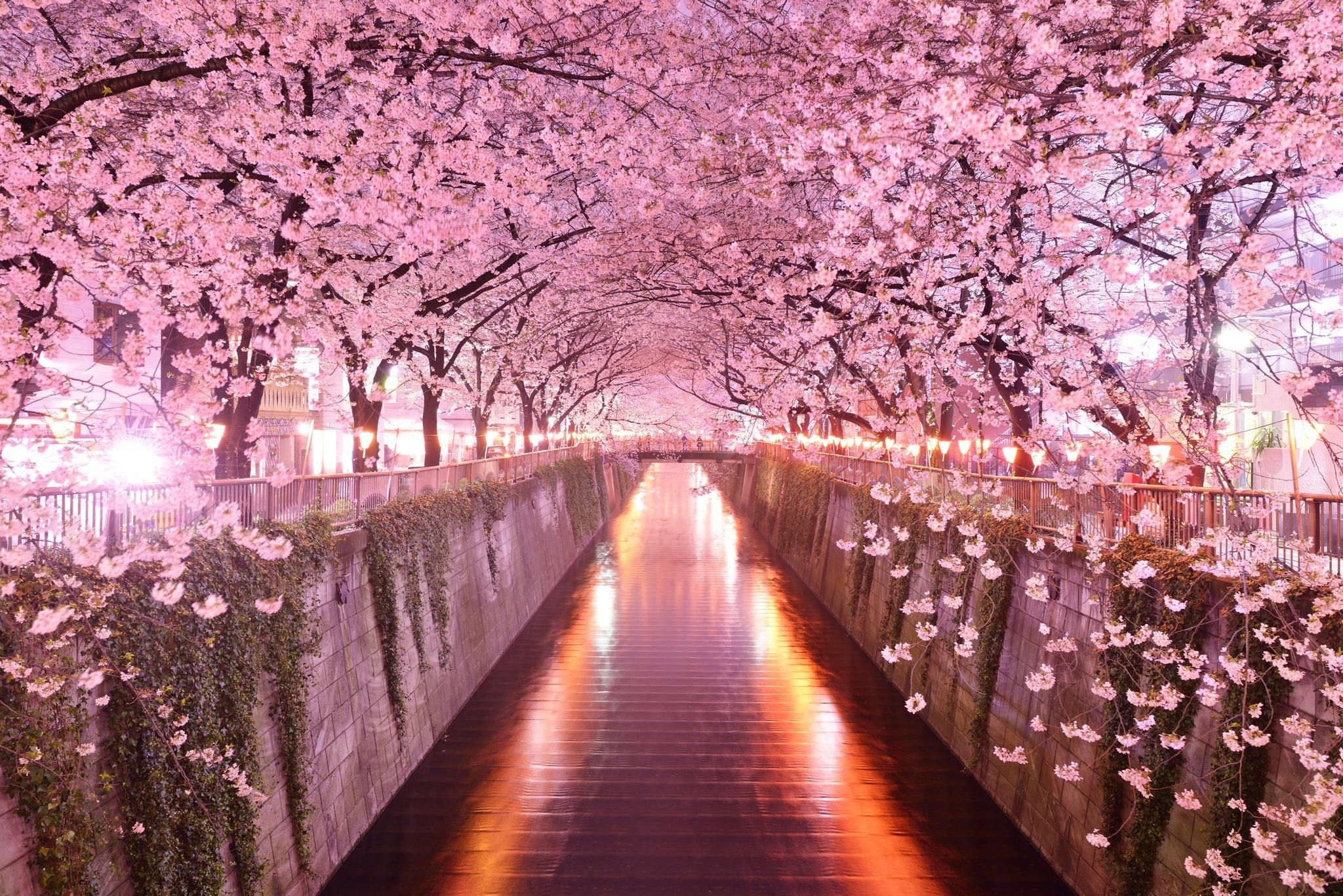 Cherry Blossom Laptop Wallpapers