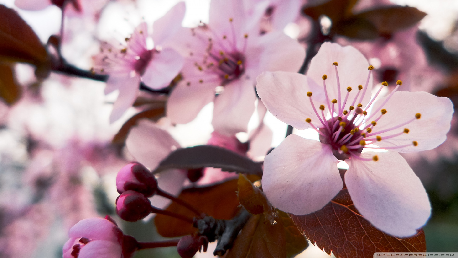 Cherry Blossom Laptop Wallpapers