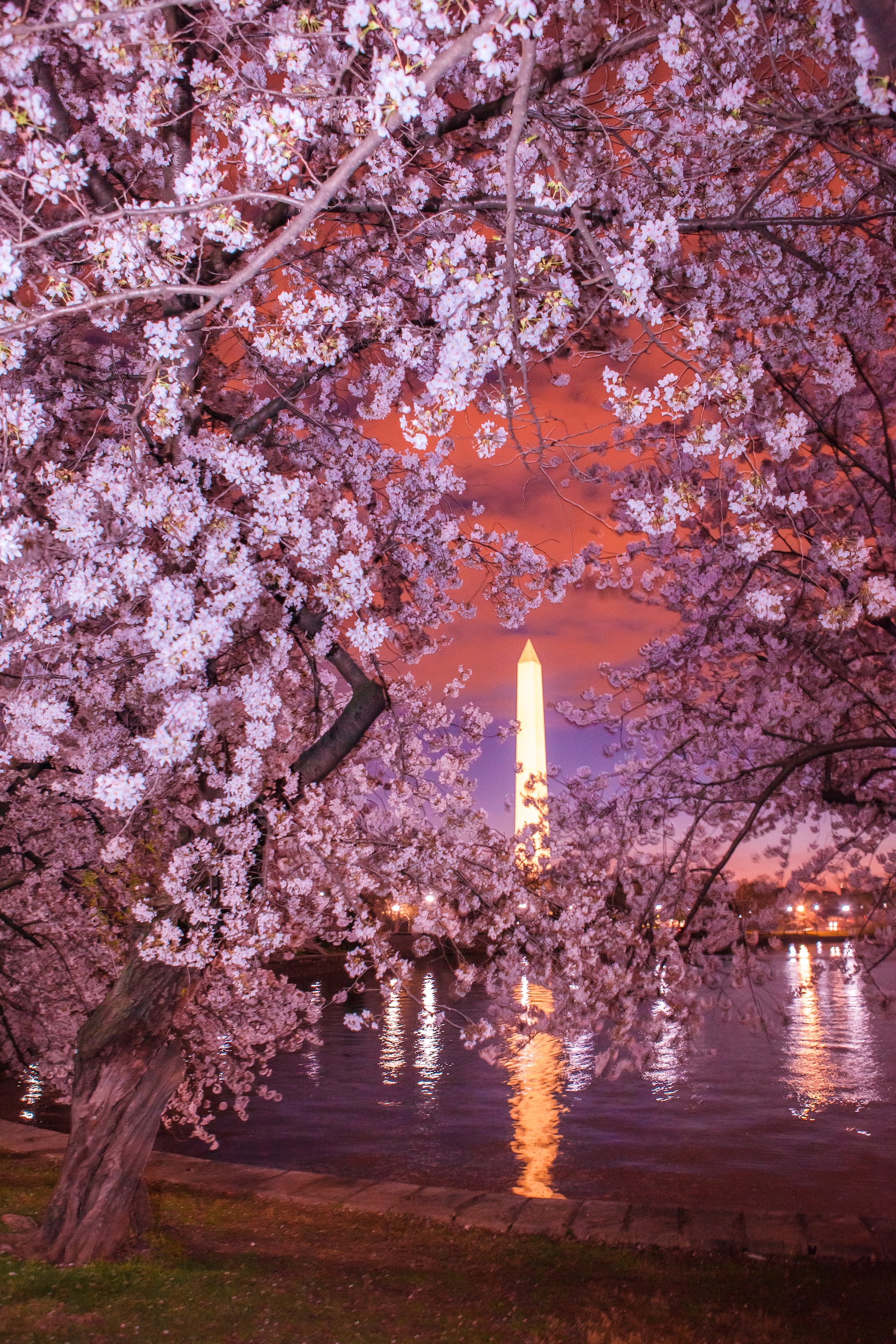 Cherry Blossom Night Wallpapers