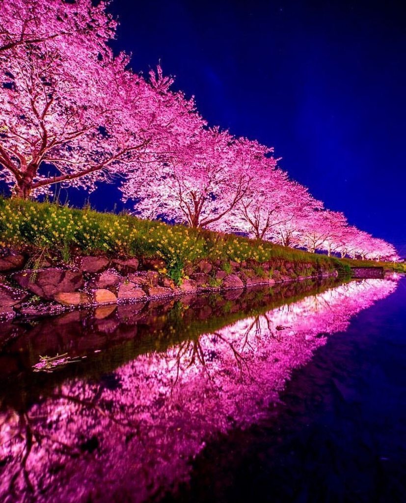 Cherry Blossom Night Wallpapers