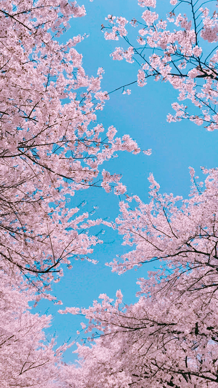 Cherry Blossom Phone Wallpapers
