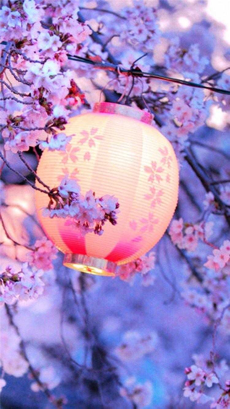 Cherry Blossom Phone Wallpapers