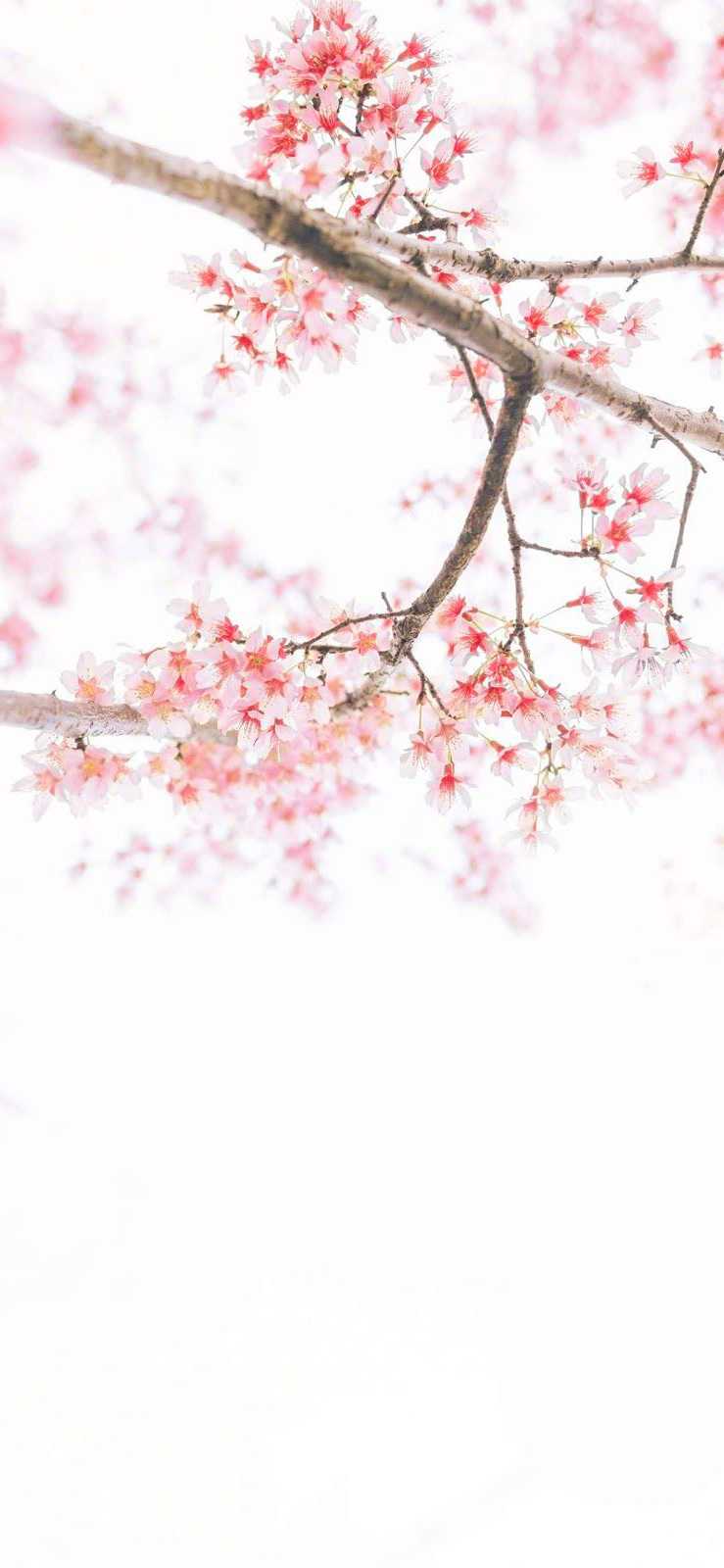 Cherry Blossom Phone Wallpapers