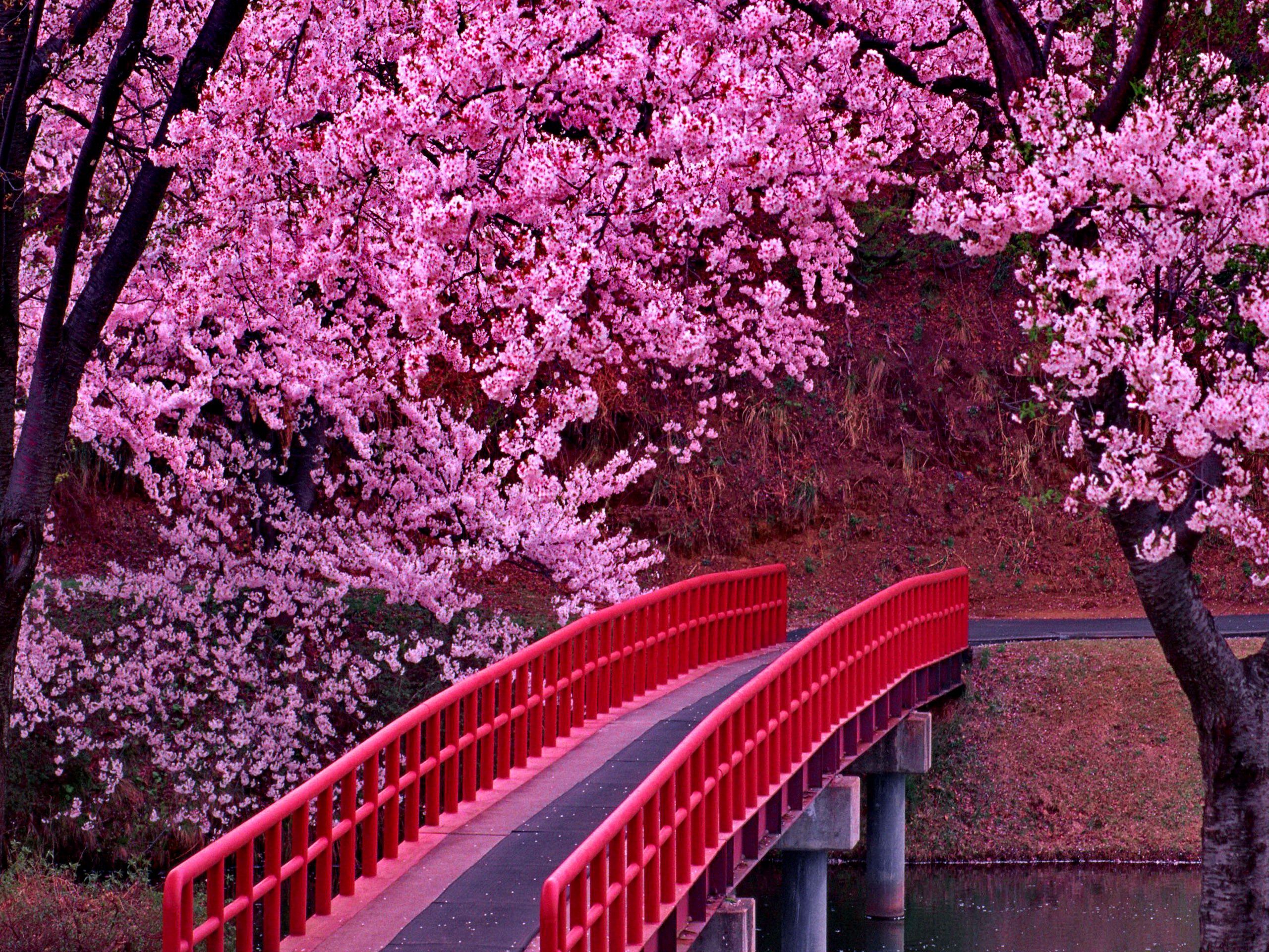 Cherry Blossom Tree Wallpapers