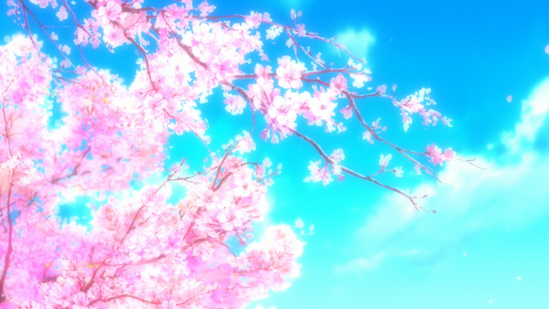 Cherry Blossom Tree Anime Wallpapers