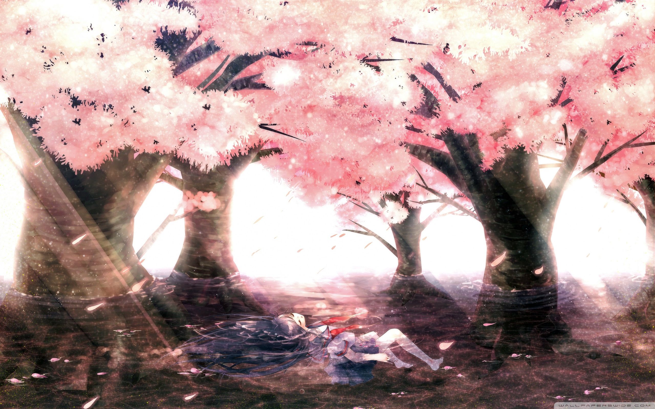 Cherry Blossom Tree Anime Wallpapers