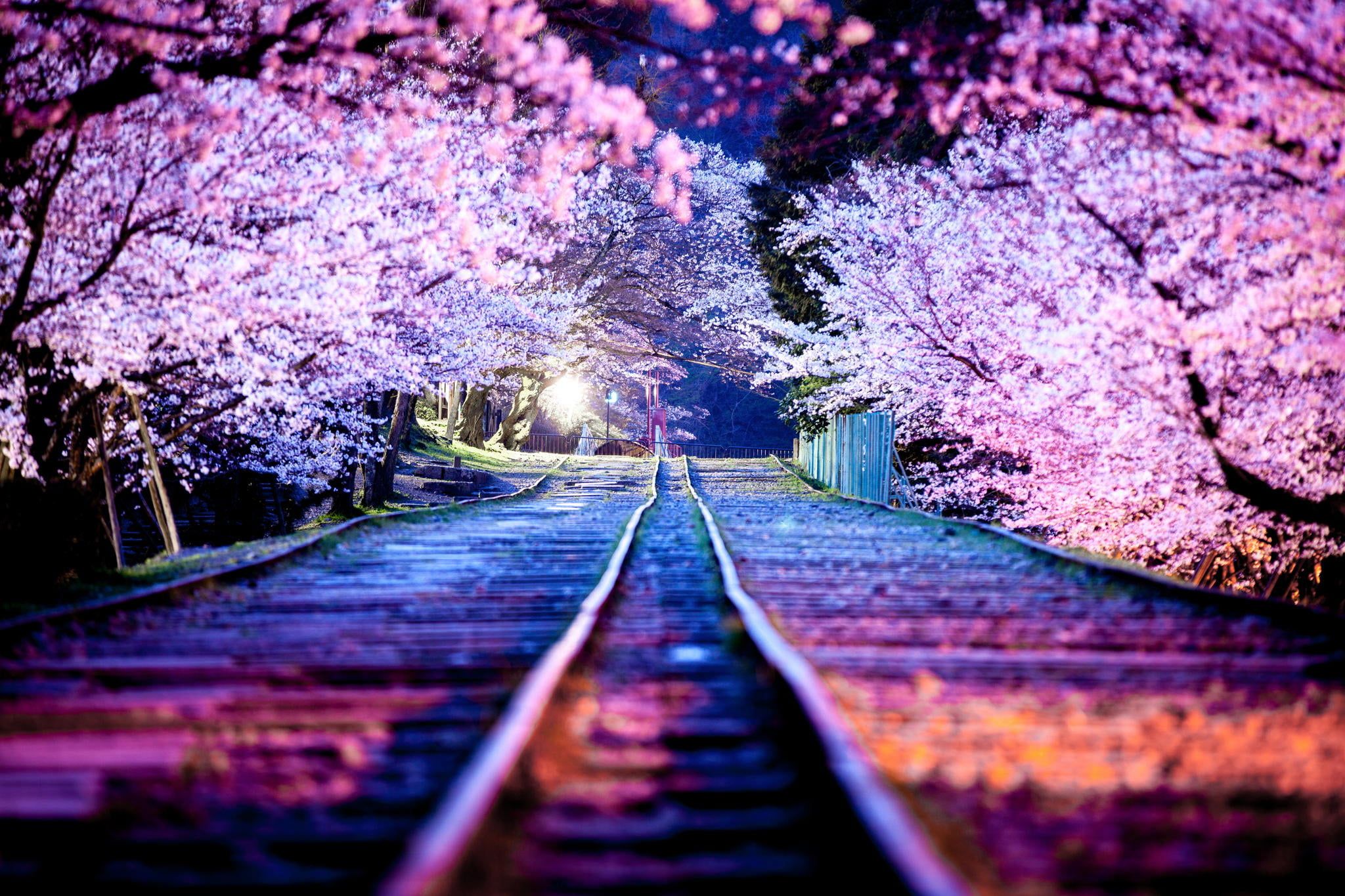 Cherry Blossom Tree At Night Wallpapers