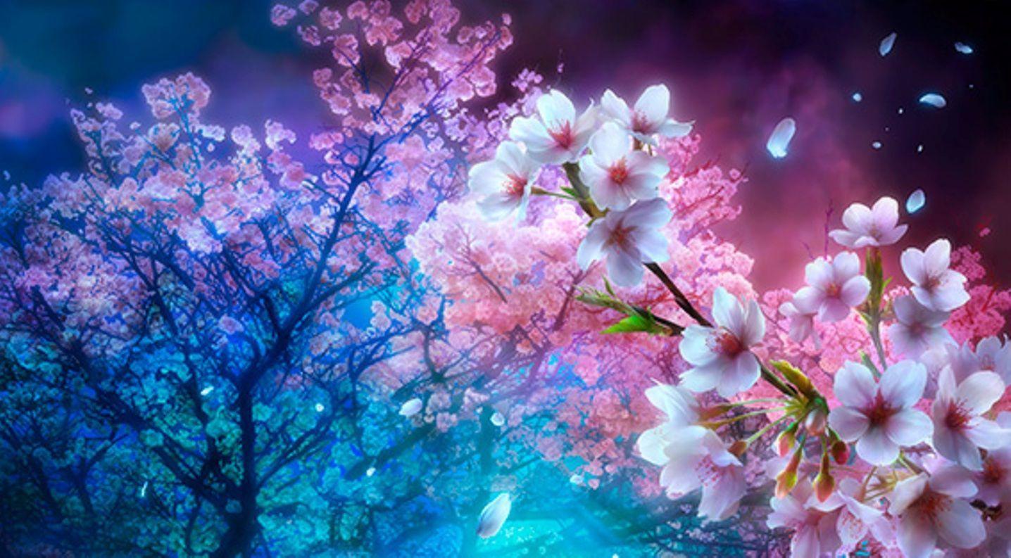 Cherry Blossom Tree At Night Wallpapers