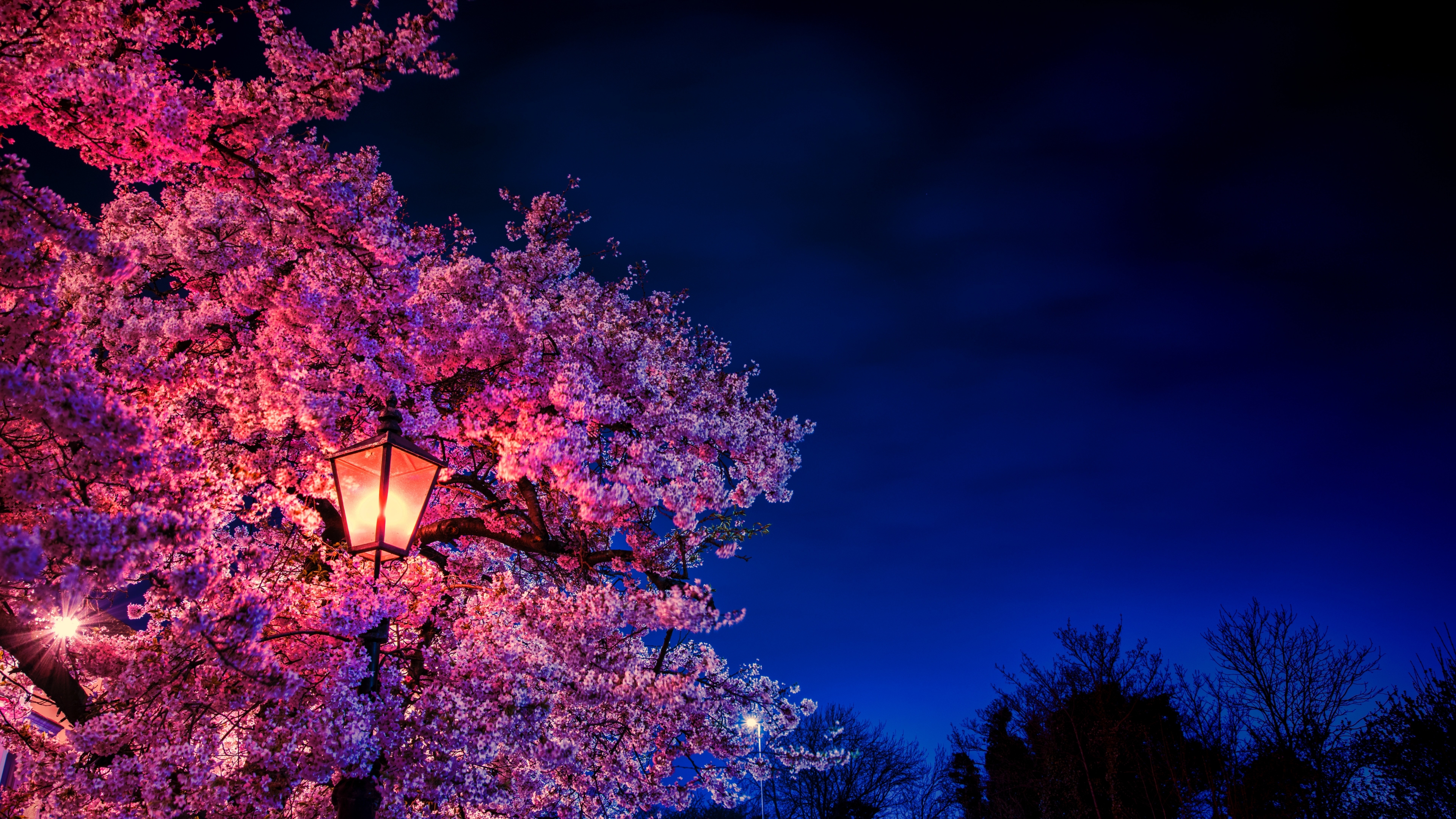 Cherry Blossom Tree At Night Wallpapers