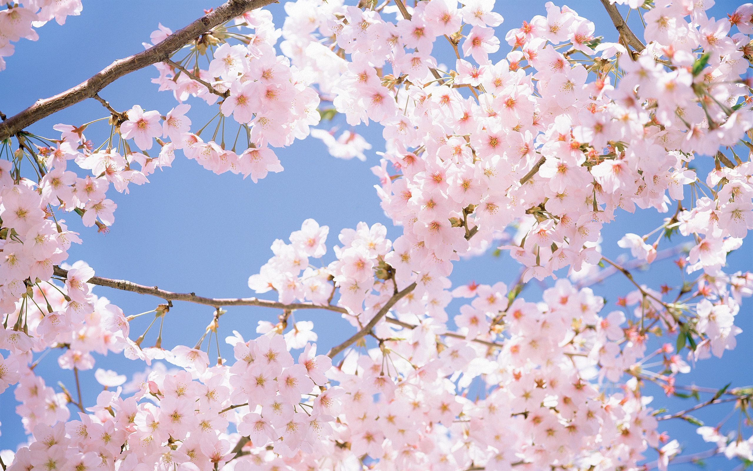 Cherry Blossom Tree With Snow Wallpapers