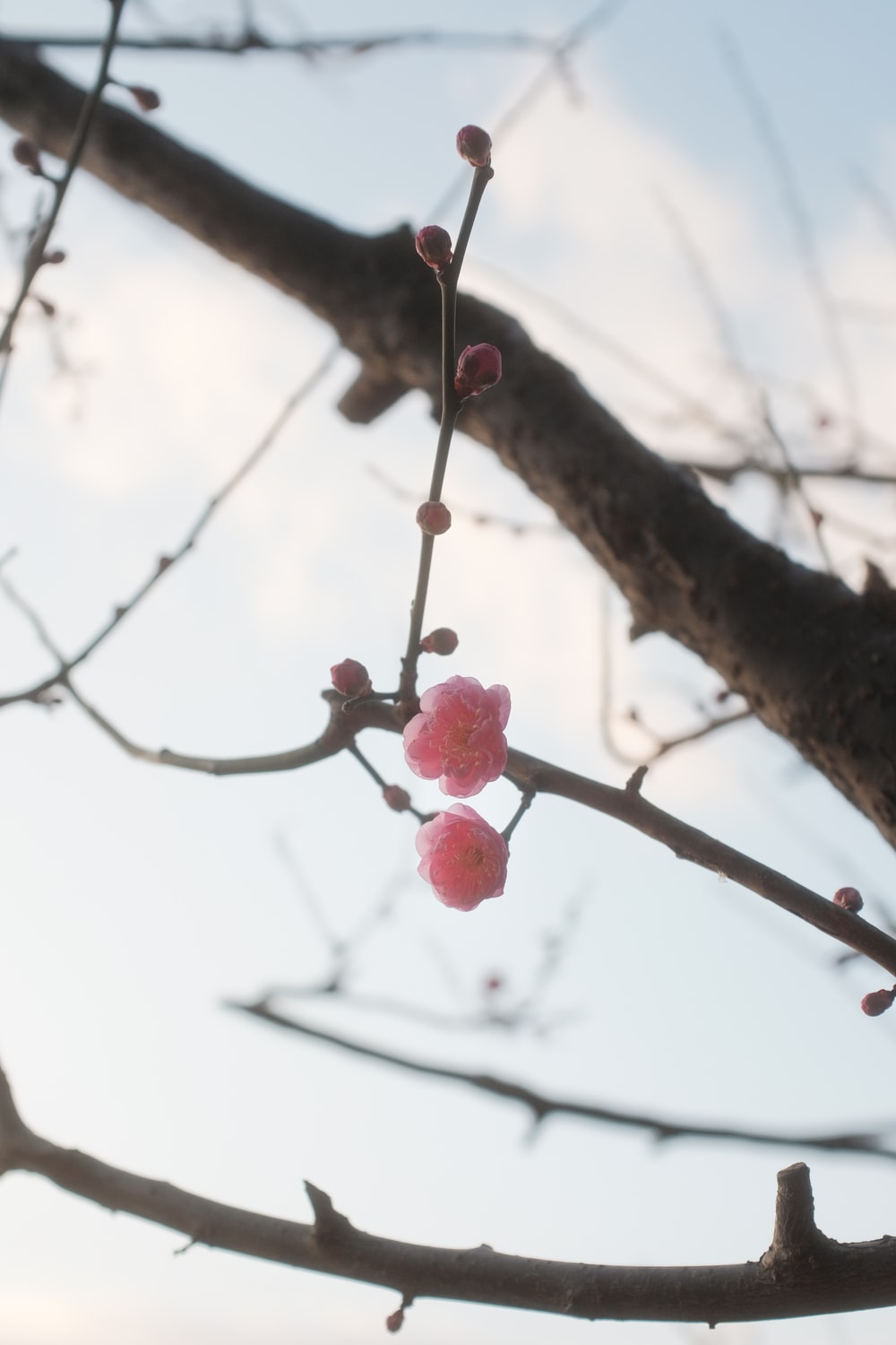 Cherry Blossom Tree With Snow Wallpapers