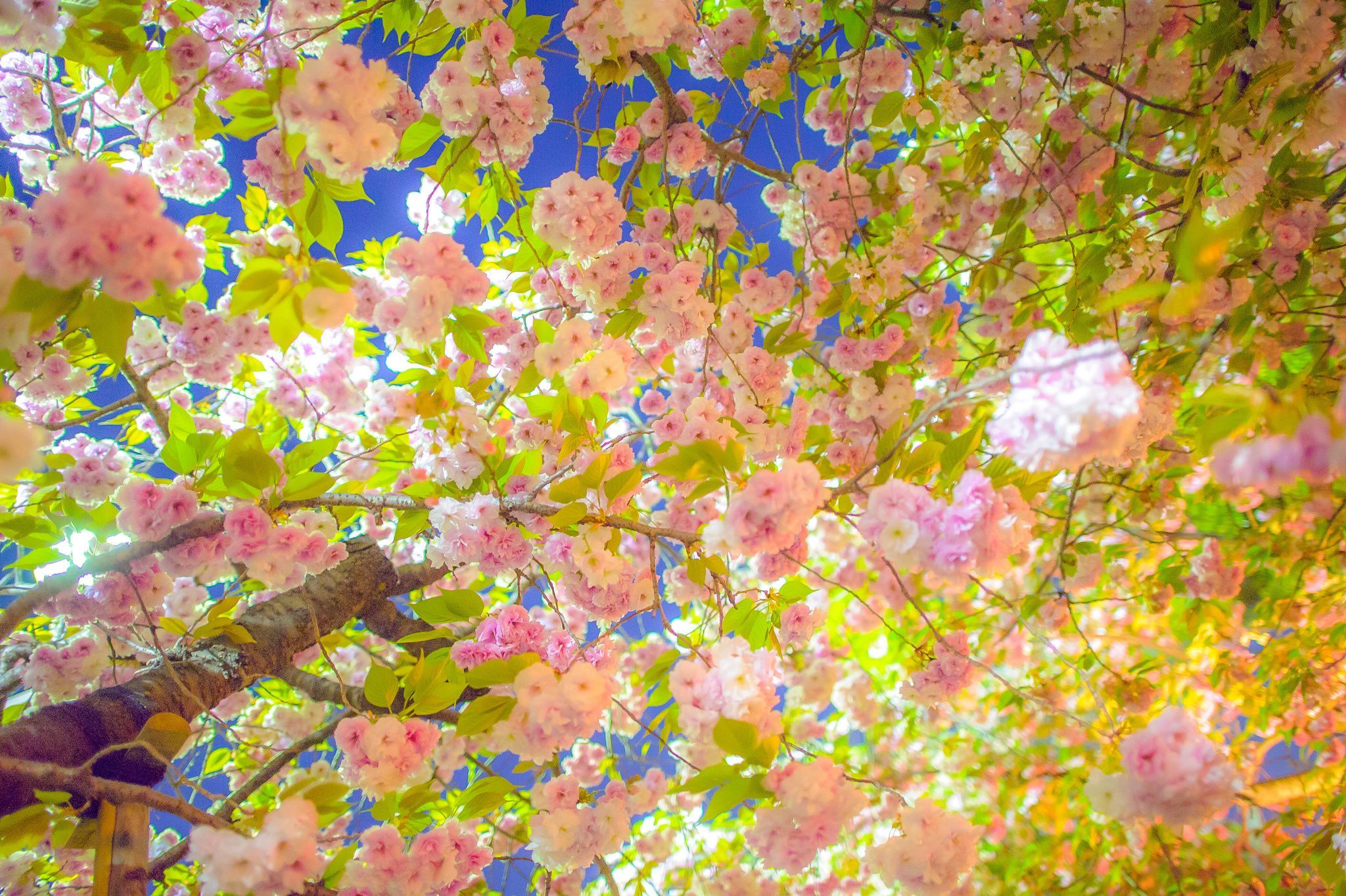 Cherry Blossom Yellow Wallpapers