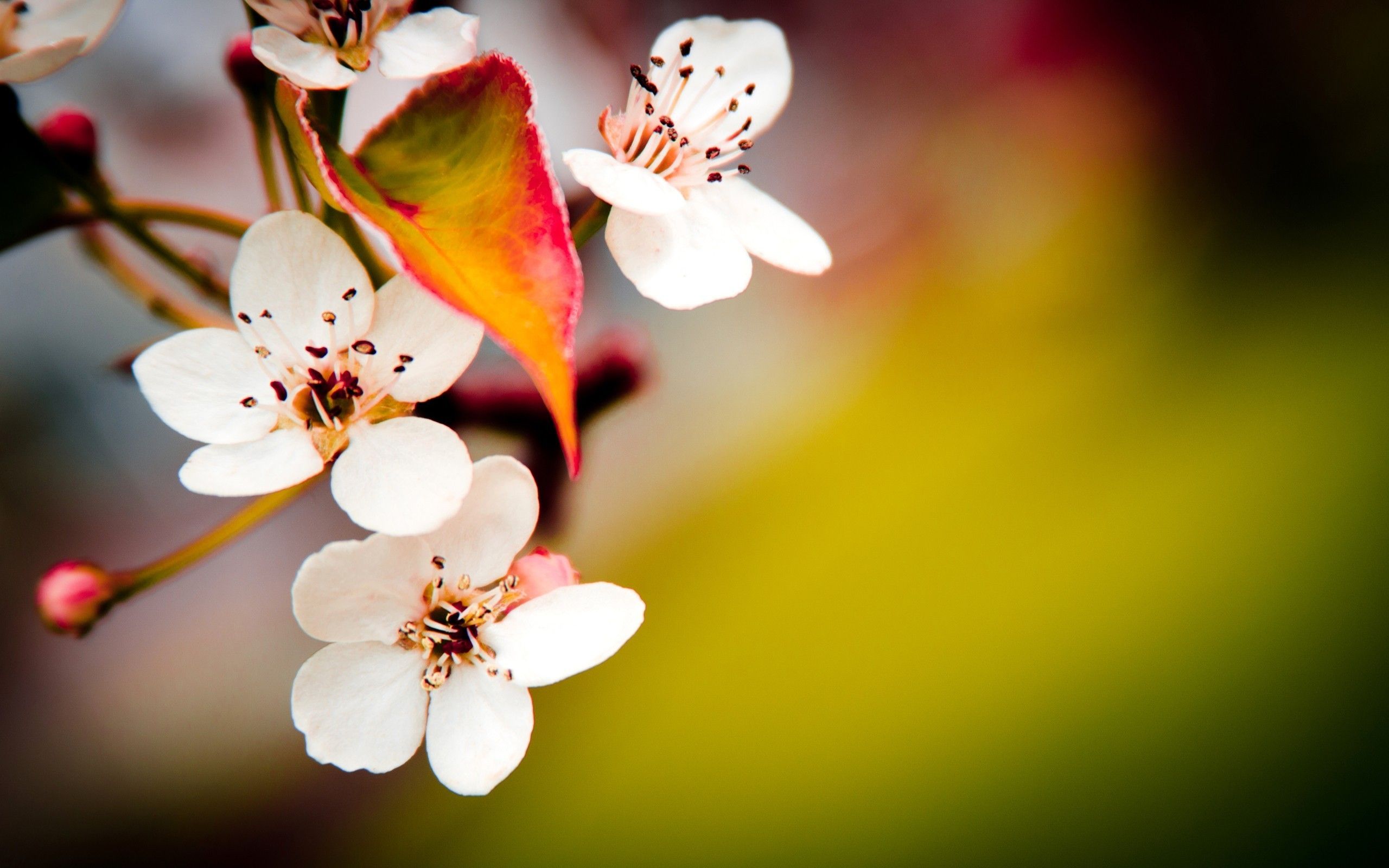 Cherry Blossom Yellow Wallpapers