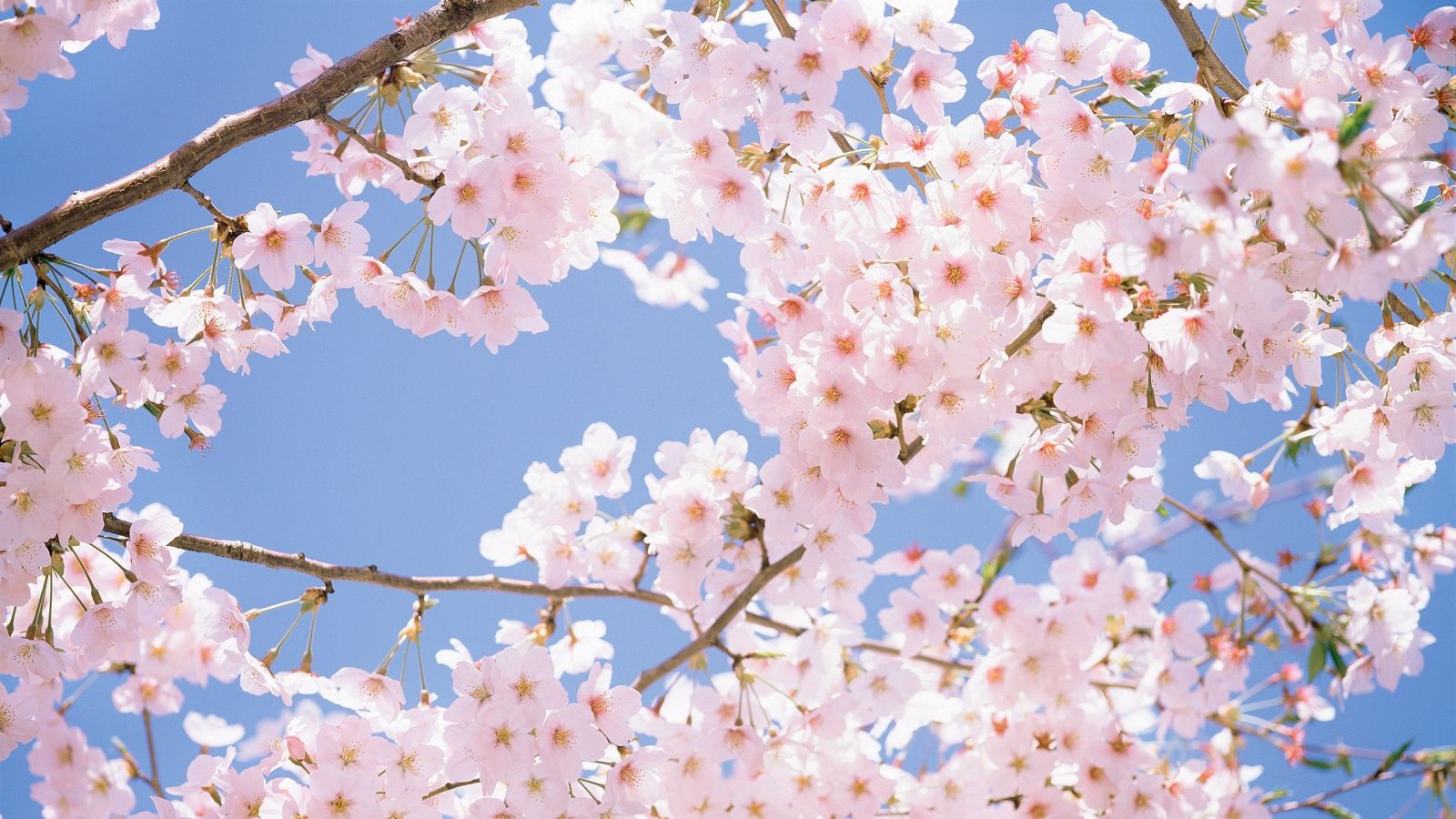 Cherry Blossom Yellow Wallpapers