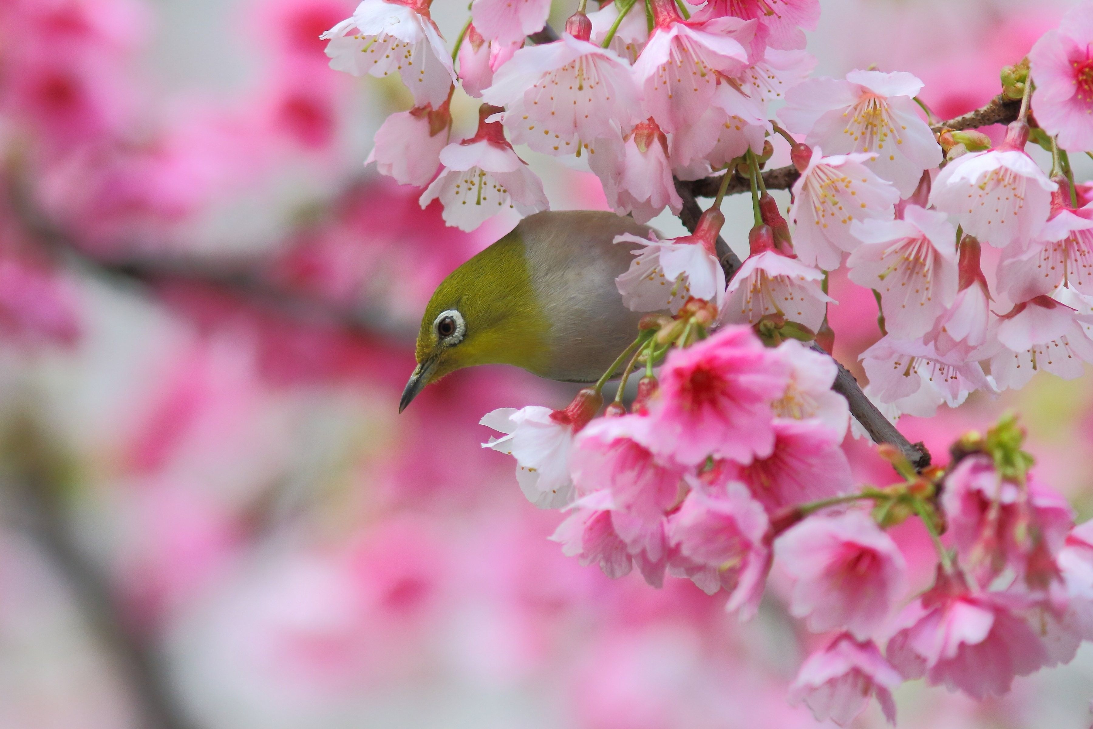 Cherry Blossom Yellow Wallpapers