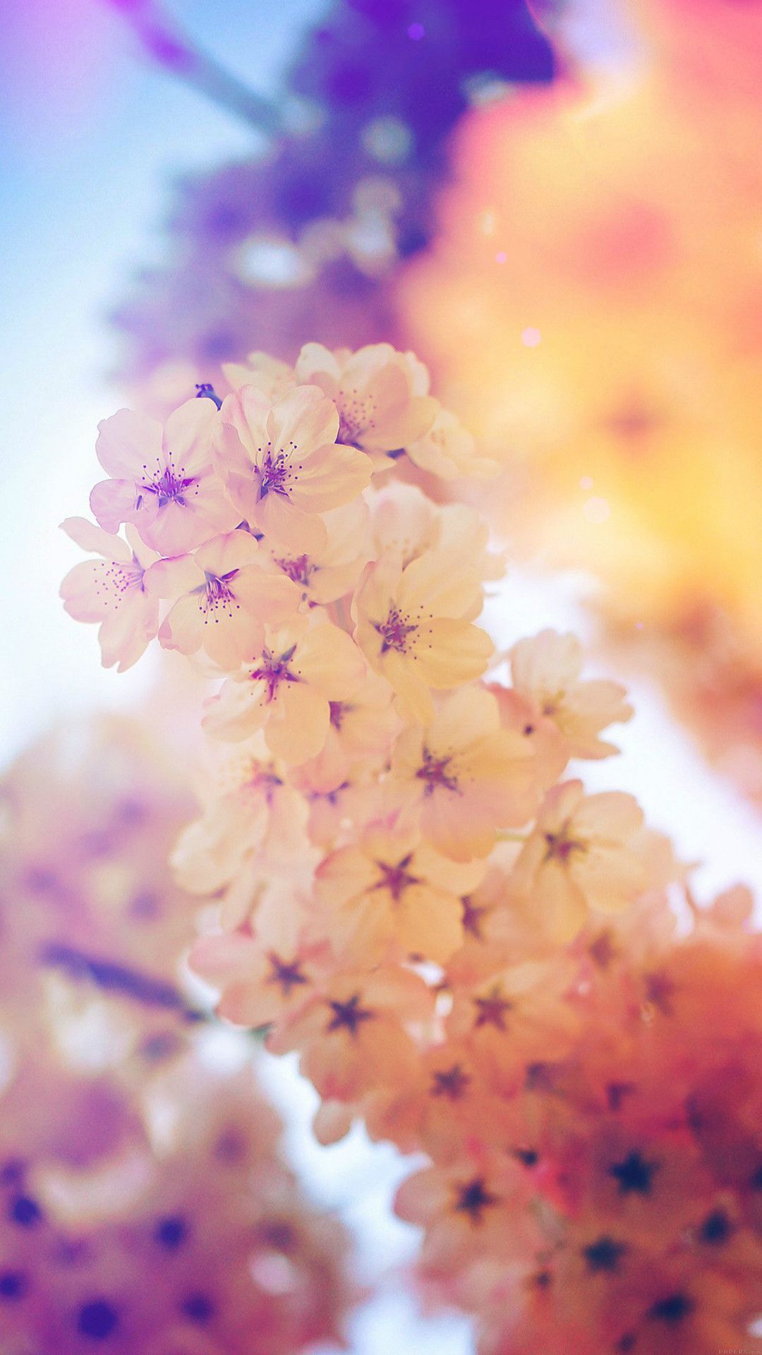 Cherry Blossom Yellow Wallpapers