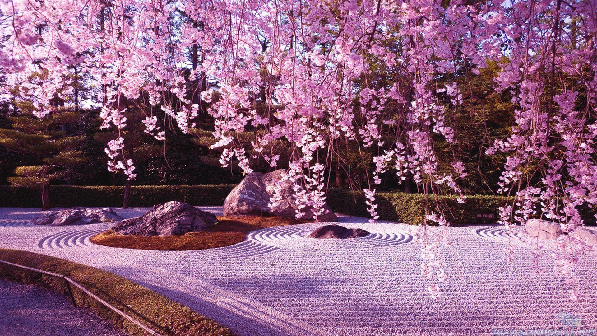 Cherry Blossoms Anime Scenery Wallpapers