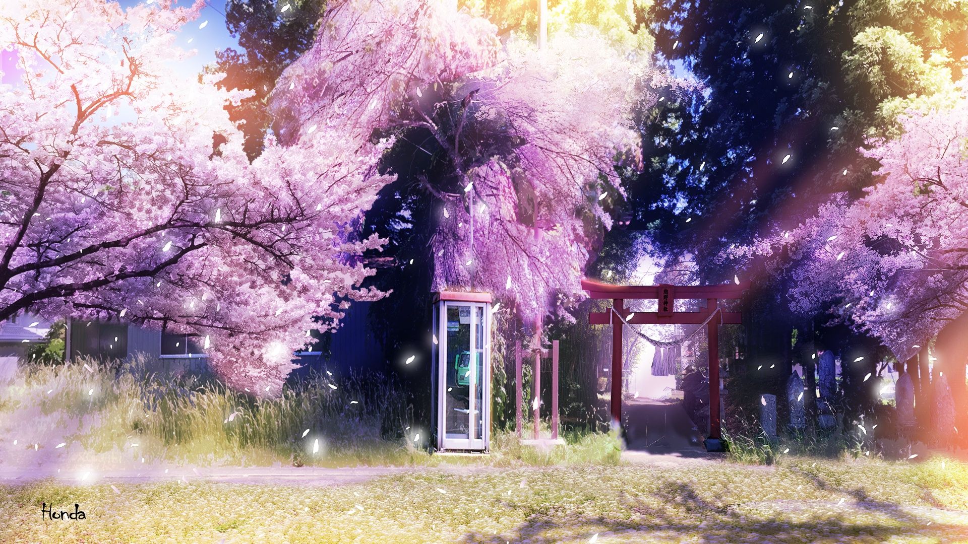 Cherry Blossoms Anime Scenery Wallpapers