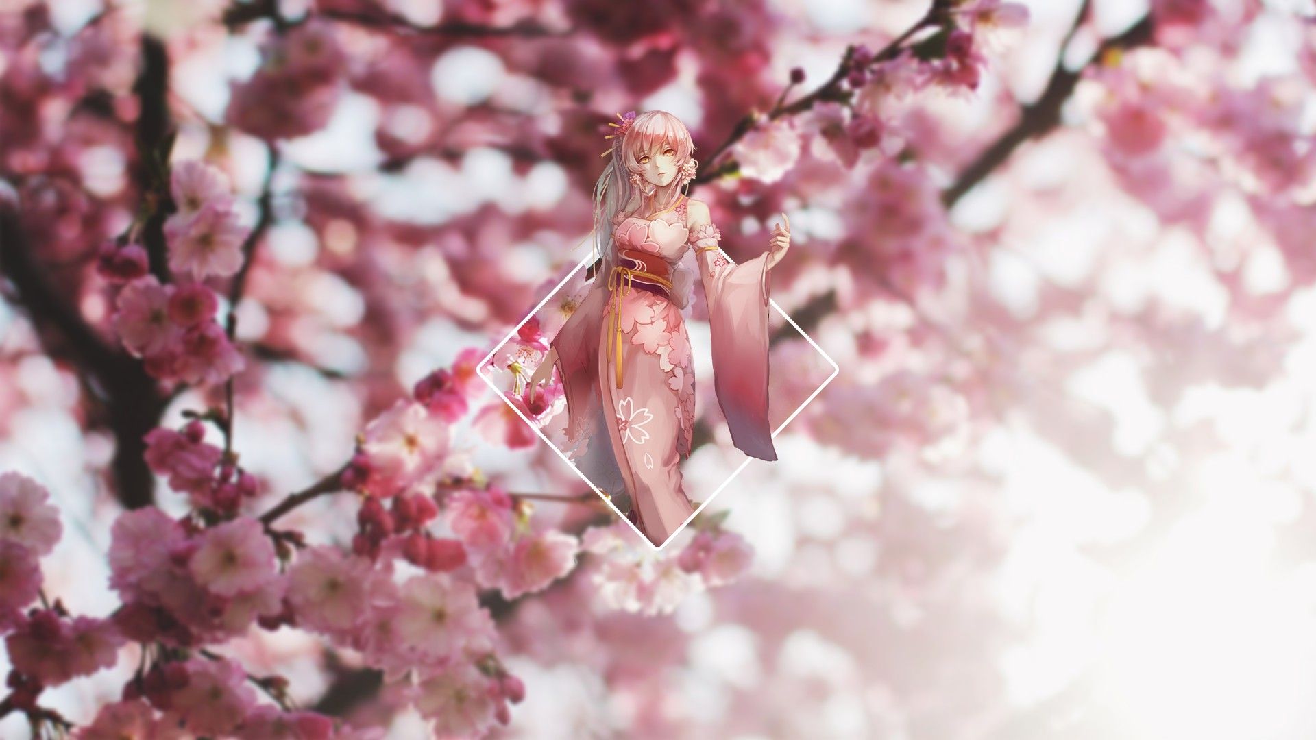 Cherry Blossoms Anime Scenery Wallpapers