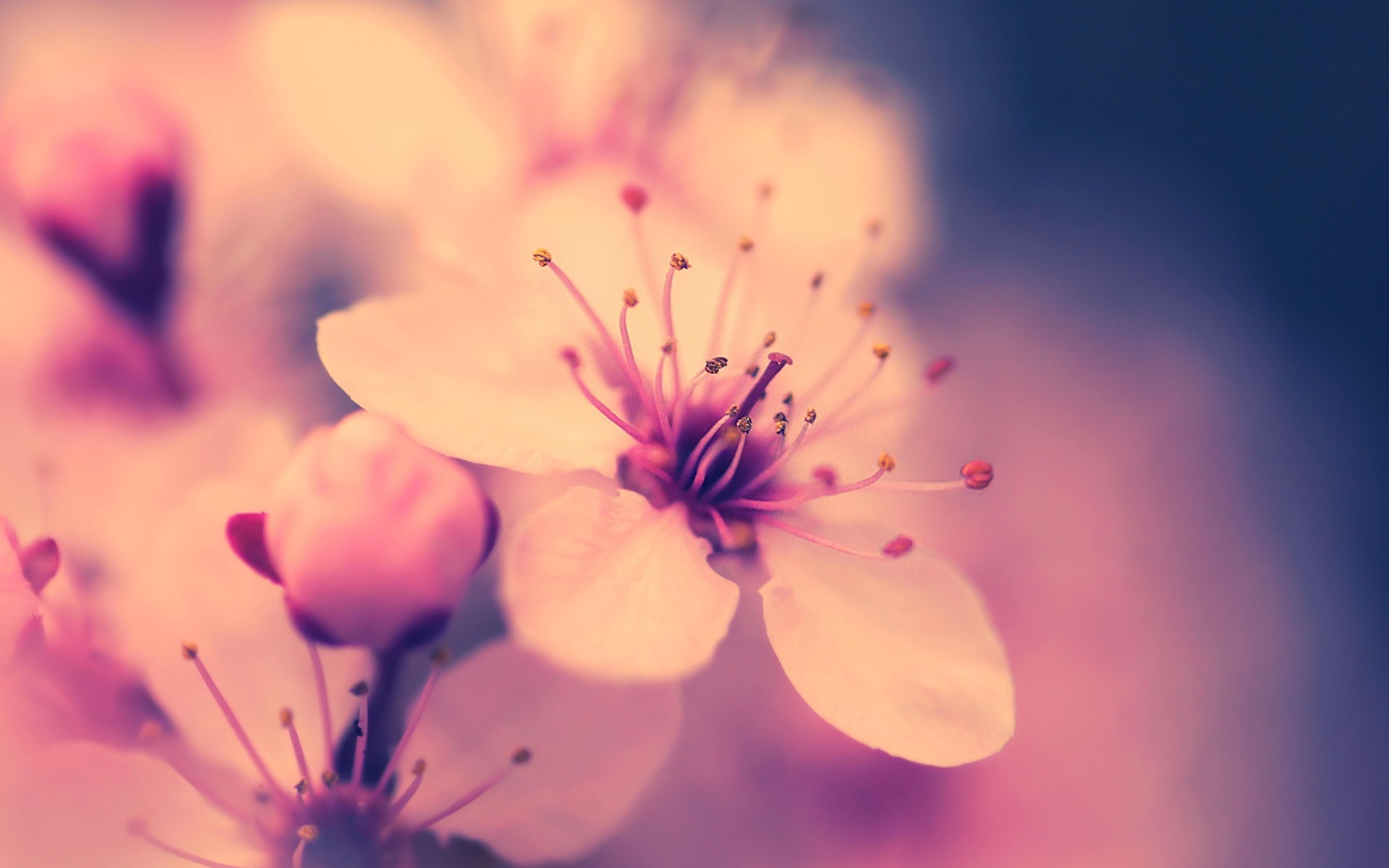 Cherry Blossoms Flowers Wallpapers