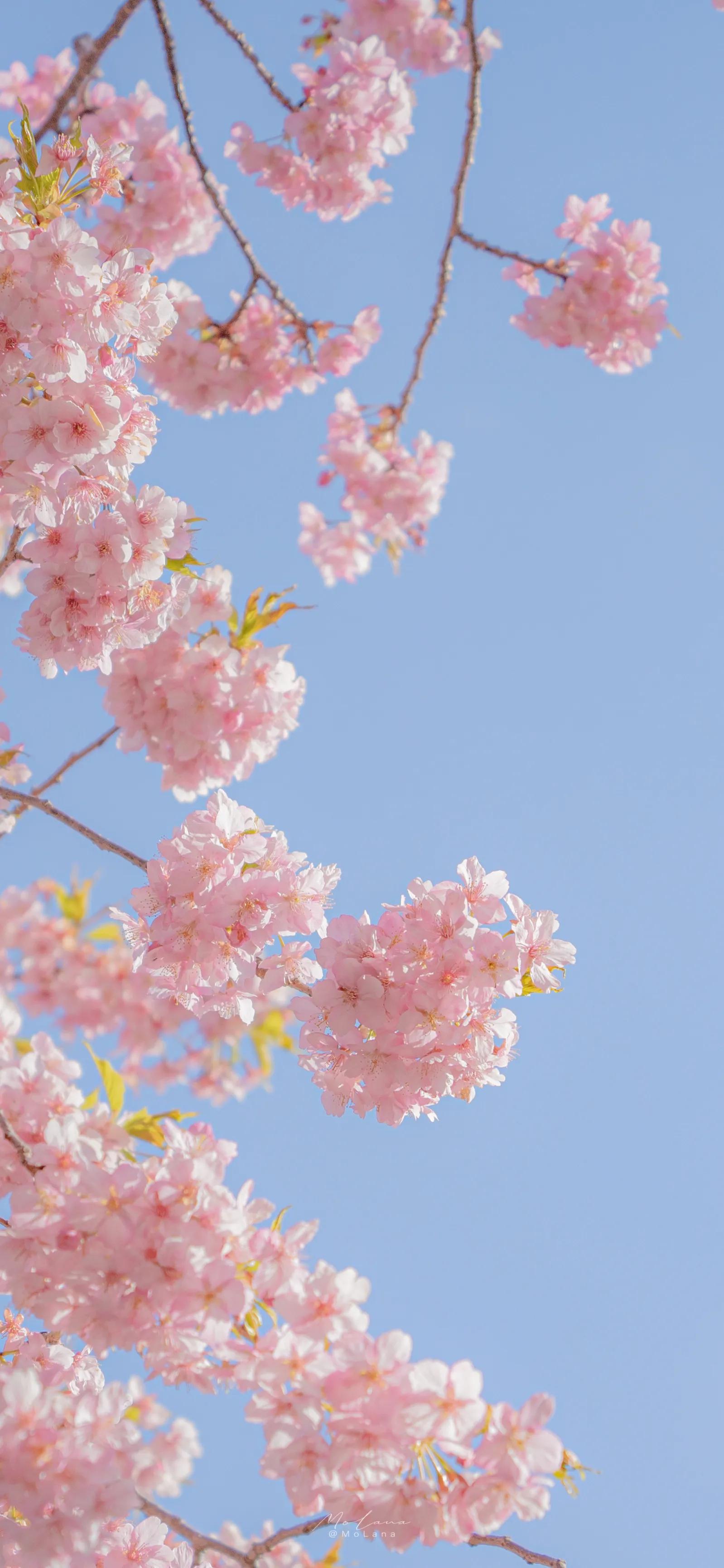 Cherry Blossoms Flowers Wallpapers