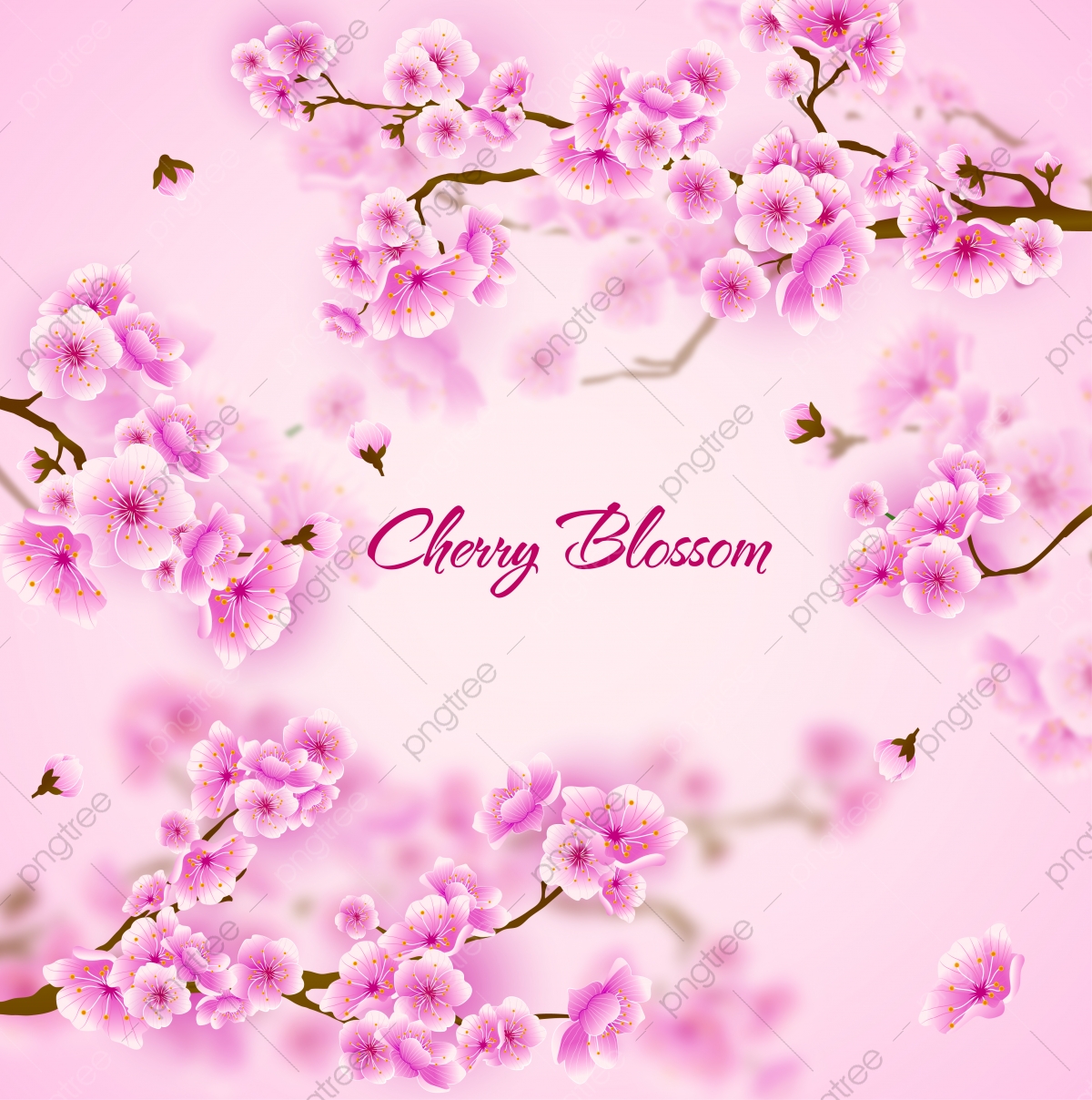 Cherry Blossoms Flowers Wallpapers