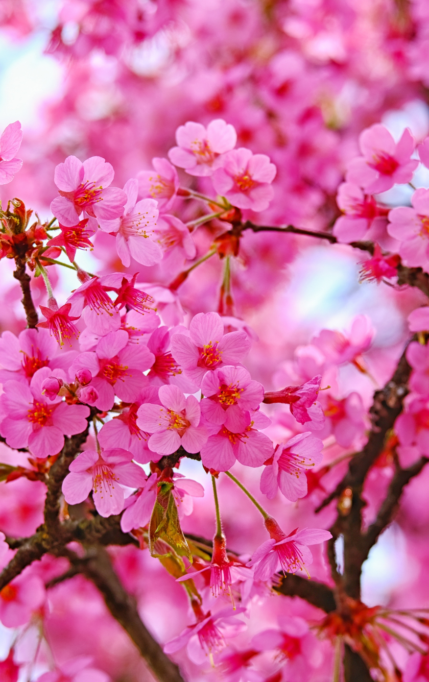 Cherry Blossoms Flowers Wallpapers