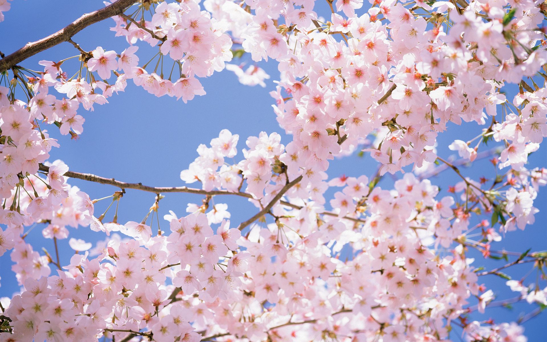 Cherry Blossoms Flowers Wallpapers