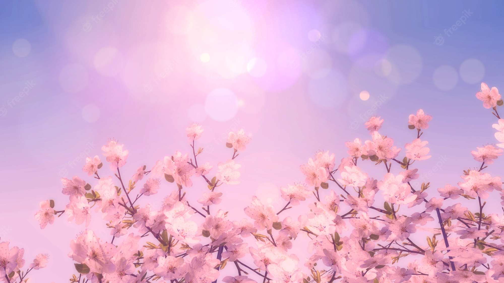 Cherry Blossoms Flowers Wallpapers