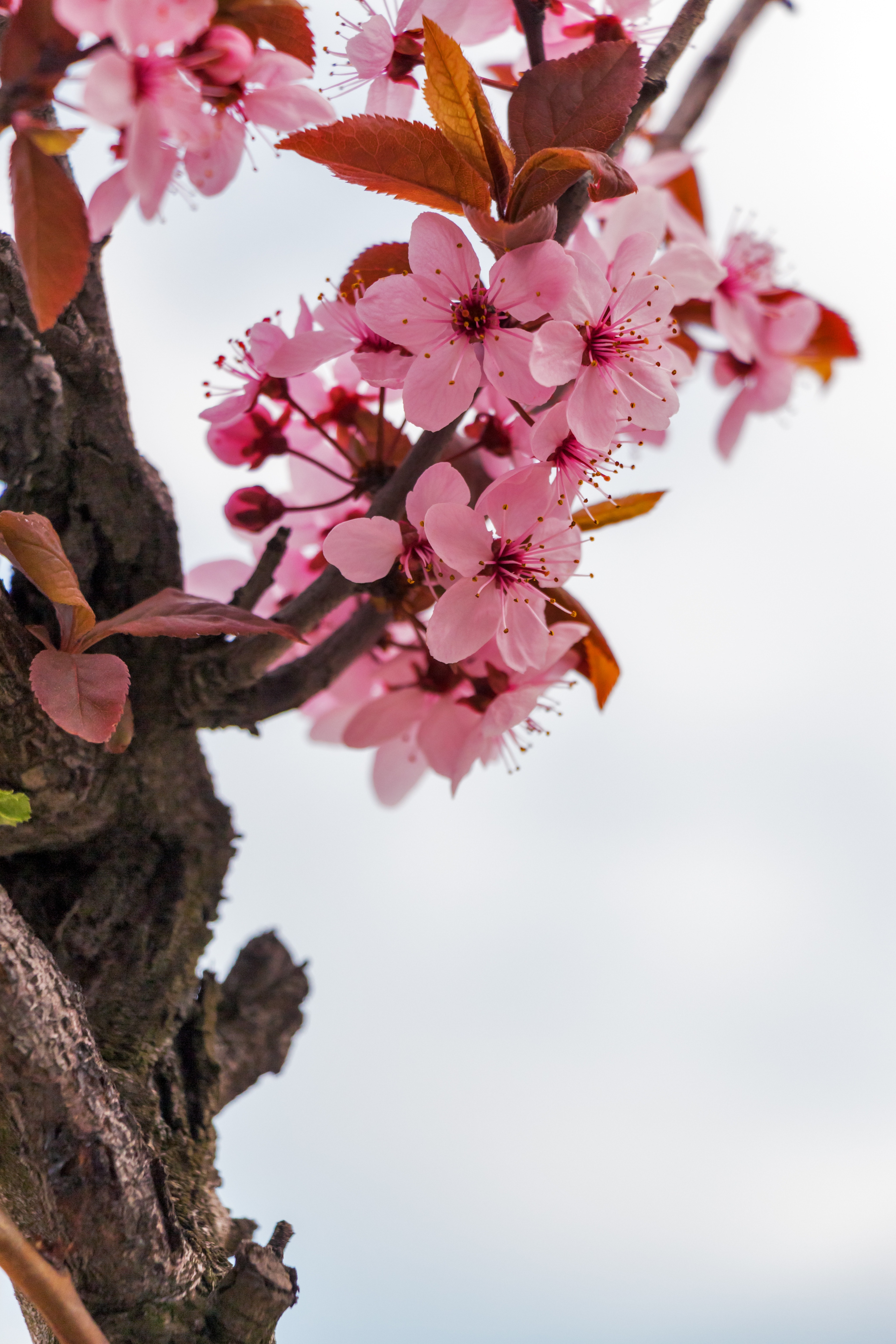 Cherry Blossoms Flowers Wallpapers