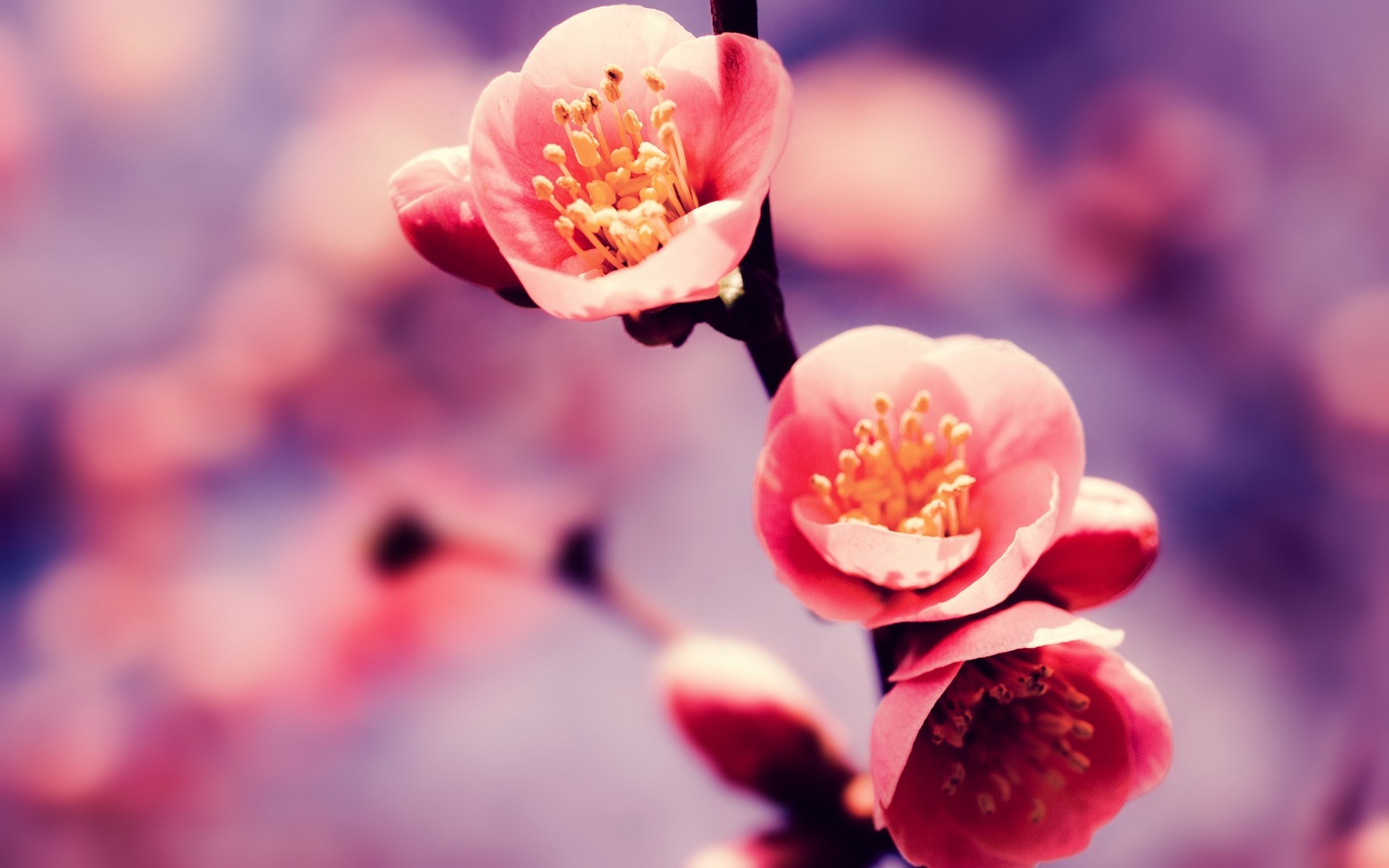 Cherry Blossoms Flowers Wallpapers