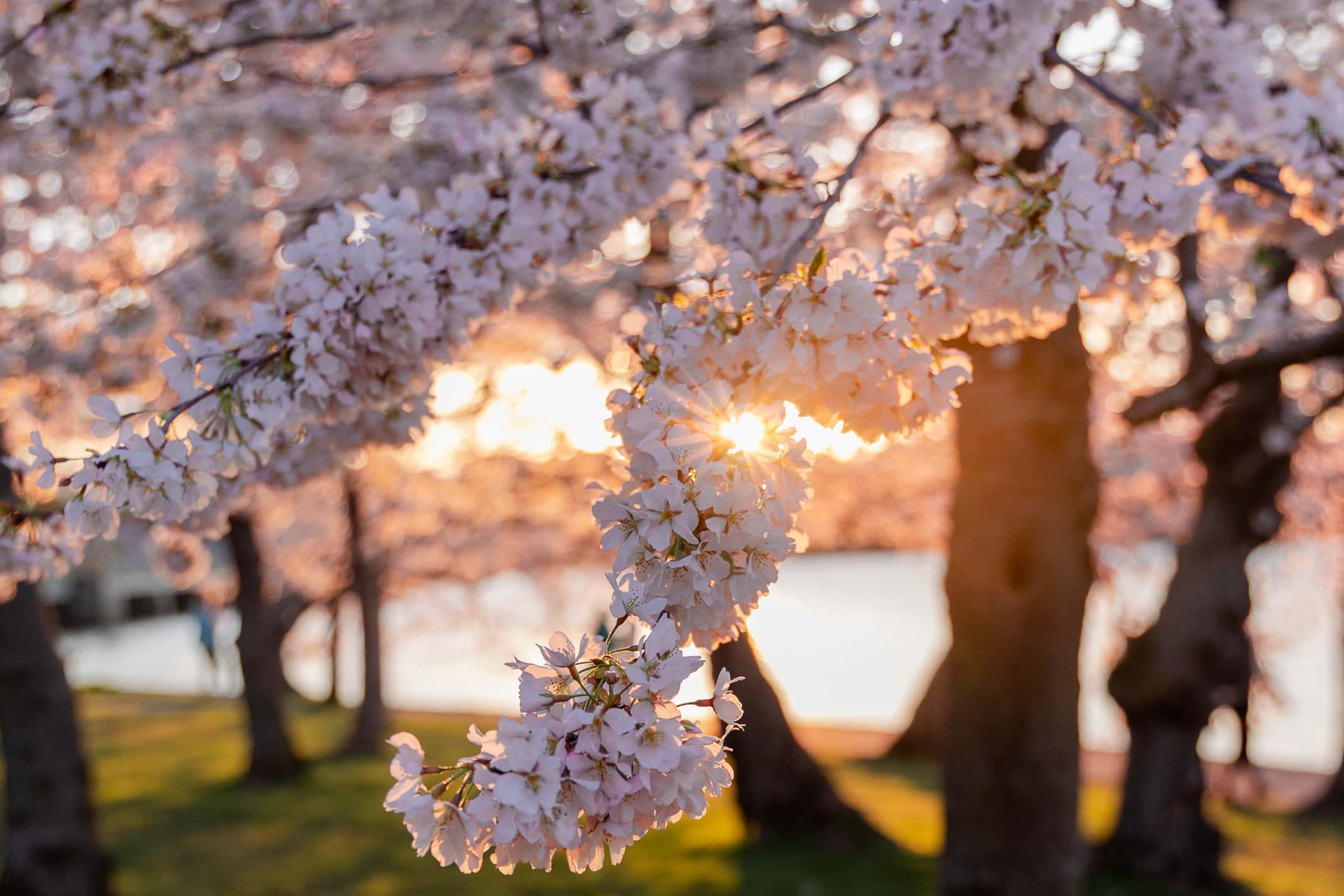 Cherry Blossoms Washington Dc Desktop Wallpapers