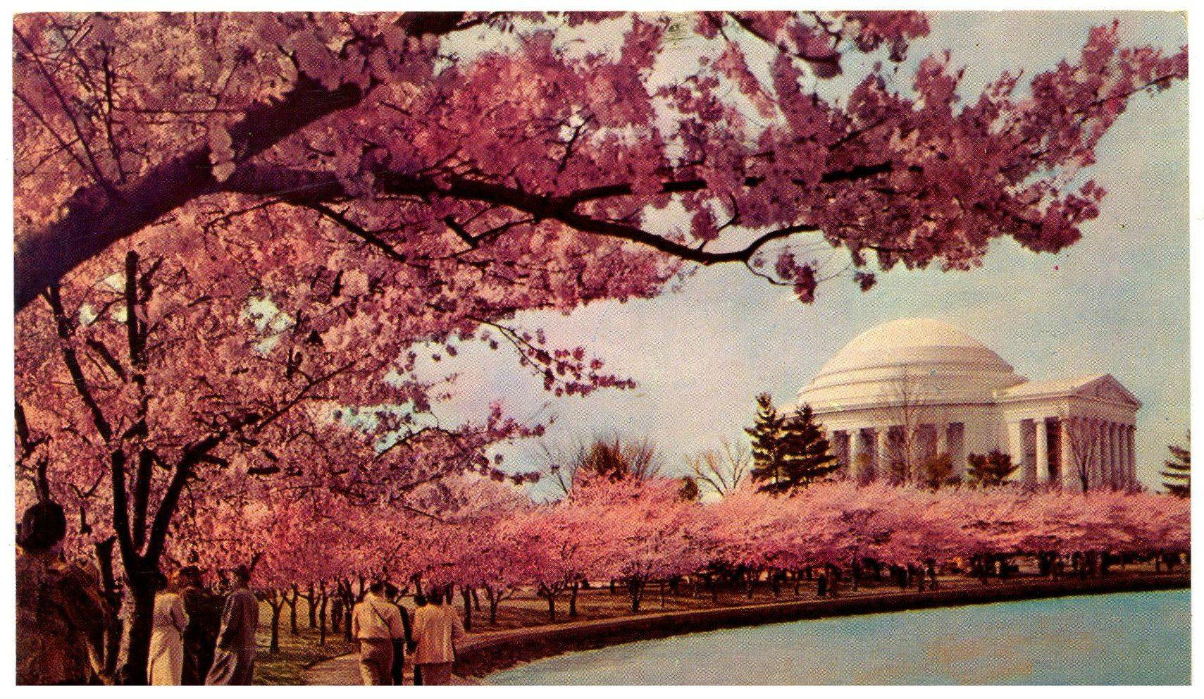 Cherry Blossoms Washington Dc Desktop Wallpapers