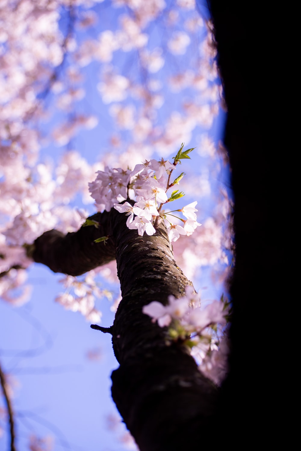 Cherry Blossoms Washington Dc Desktop Wallpapers