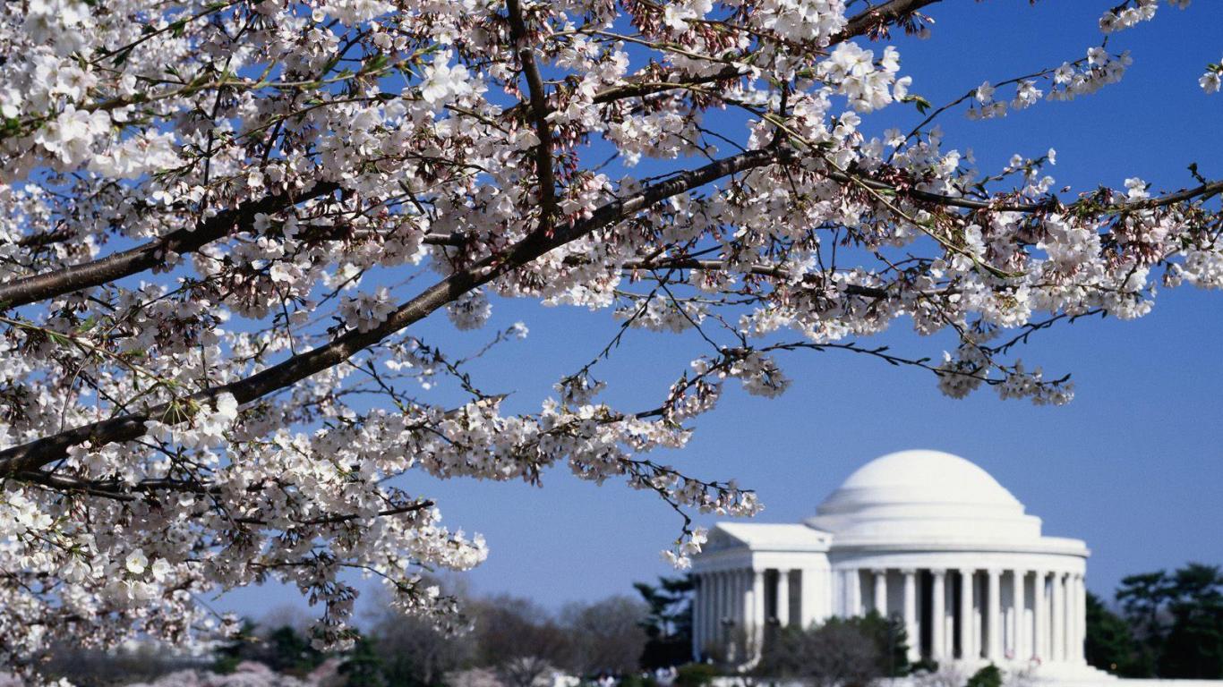 Cherry Blossoms Washington Dc Desktop Wallpapers