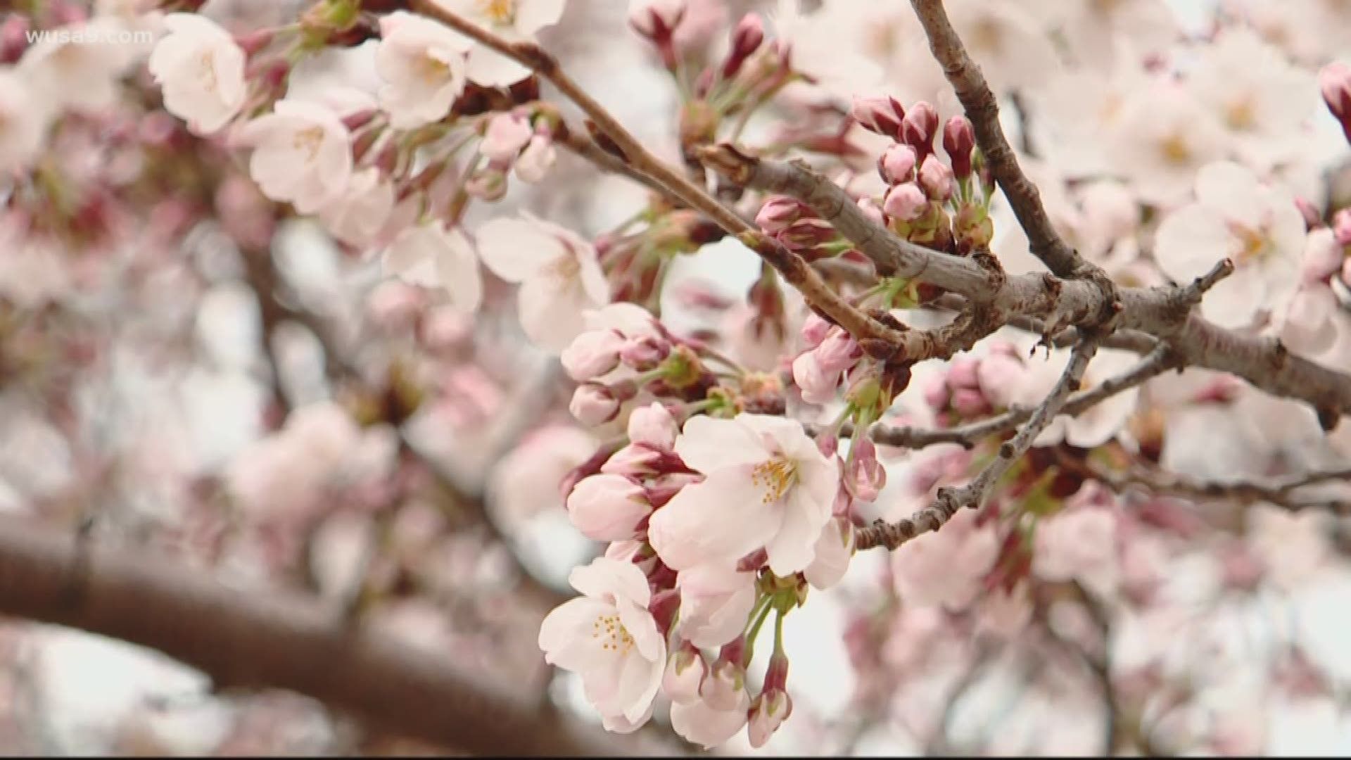 Cherry Blossoms Washington Dc Desktop Wallpapers