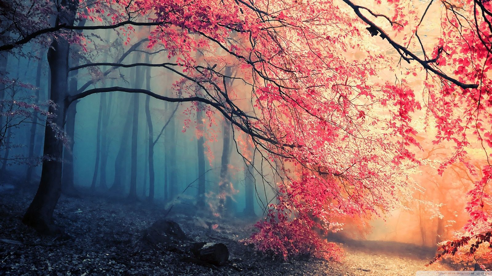 Color Forest Wallpapers