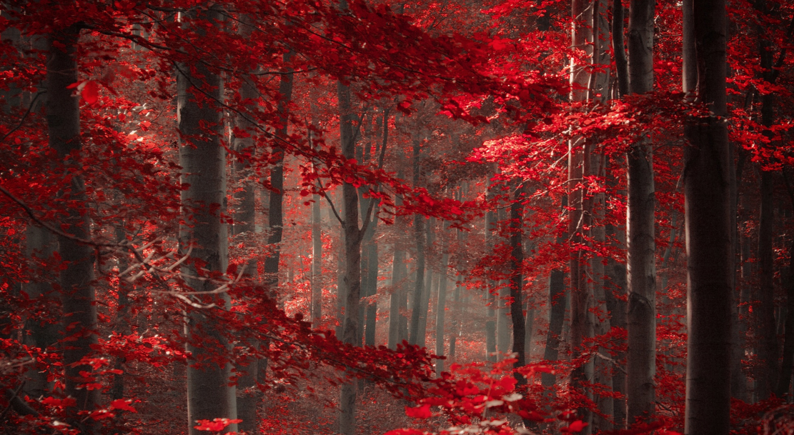 Color Forest Wallpapers