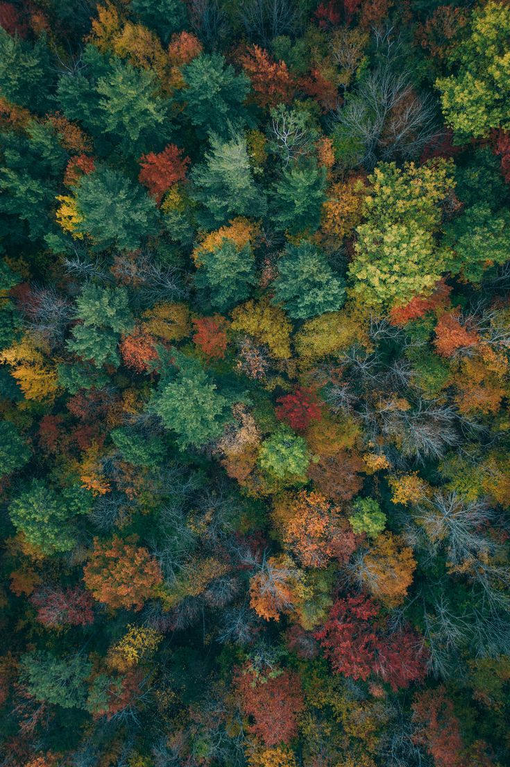 Color Forest Wallpapers