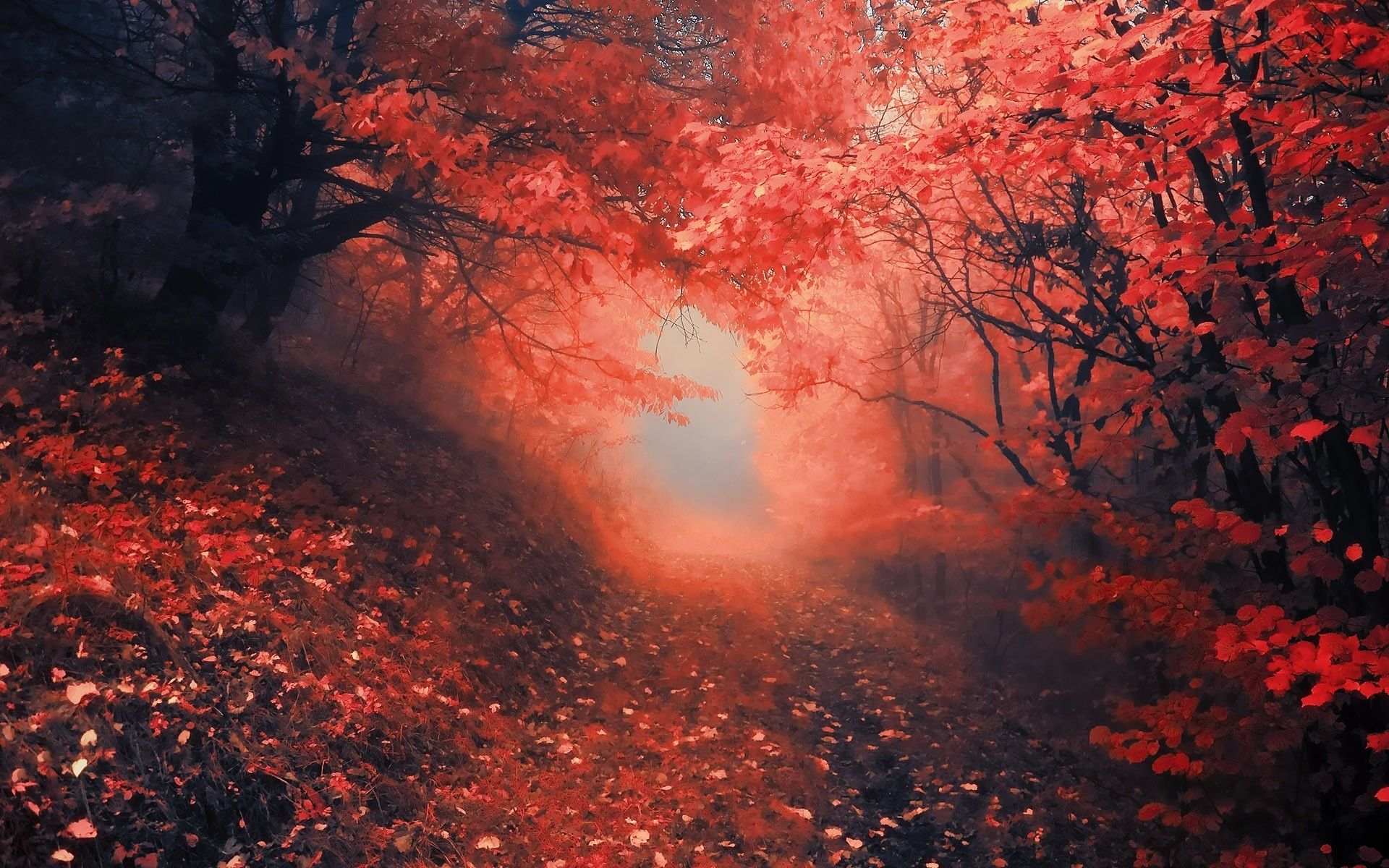 Color Forest Wallpapers