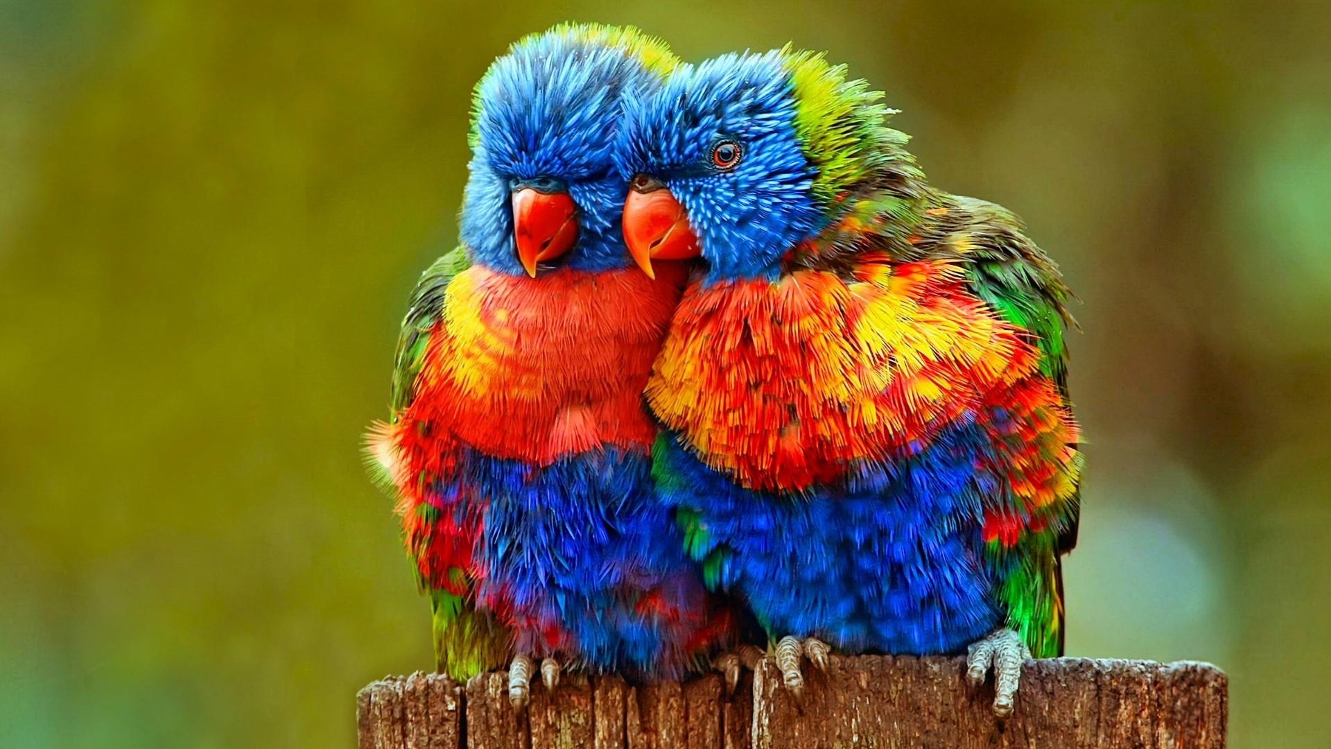 Colorful Birds Wallpapers