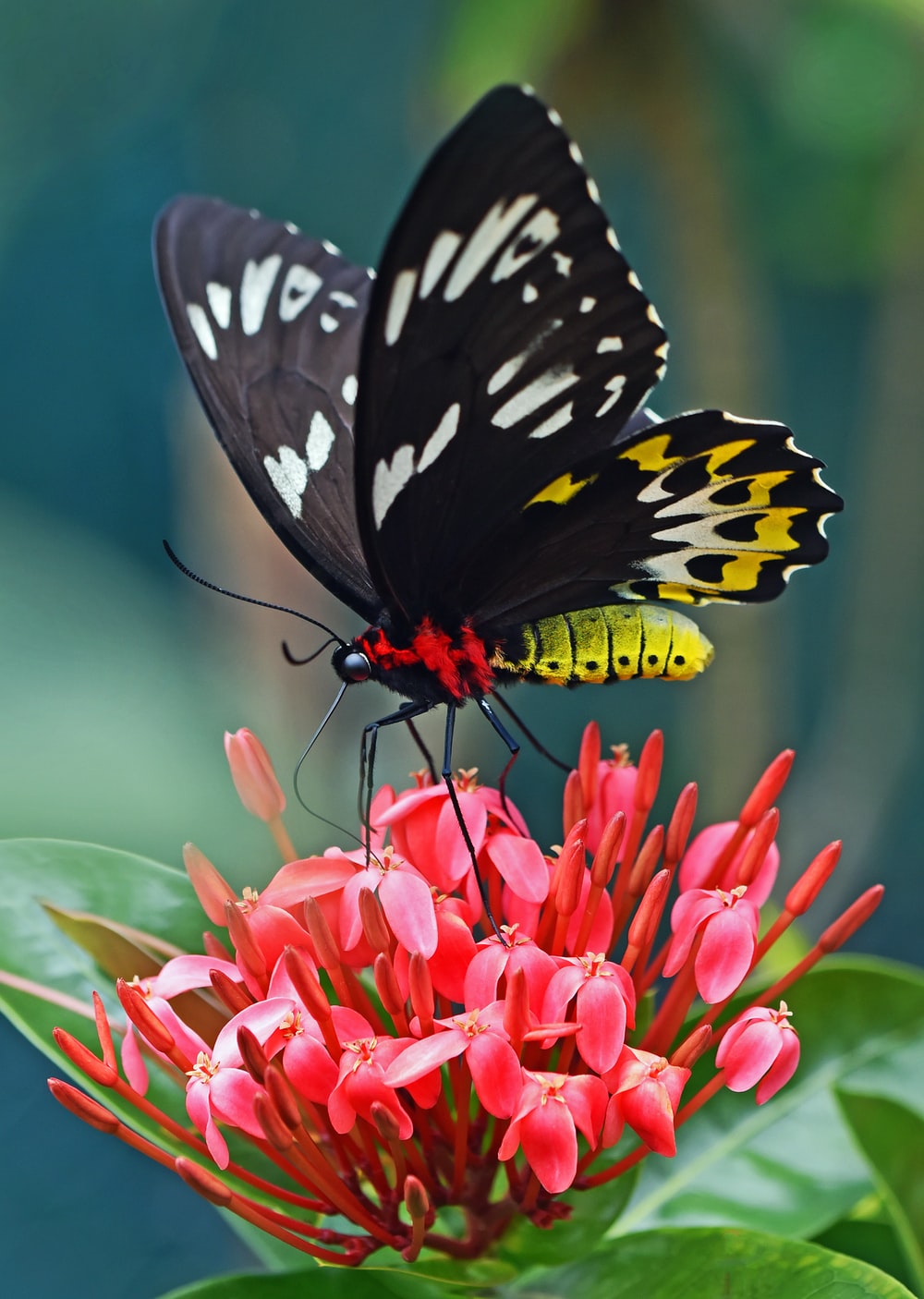 Colorful Butterfly Wallpapers