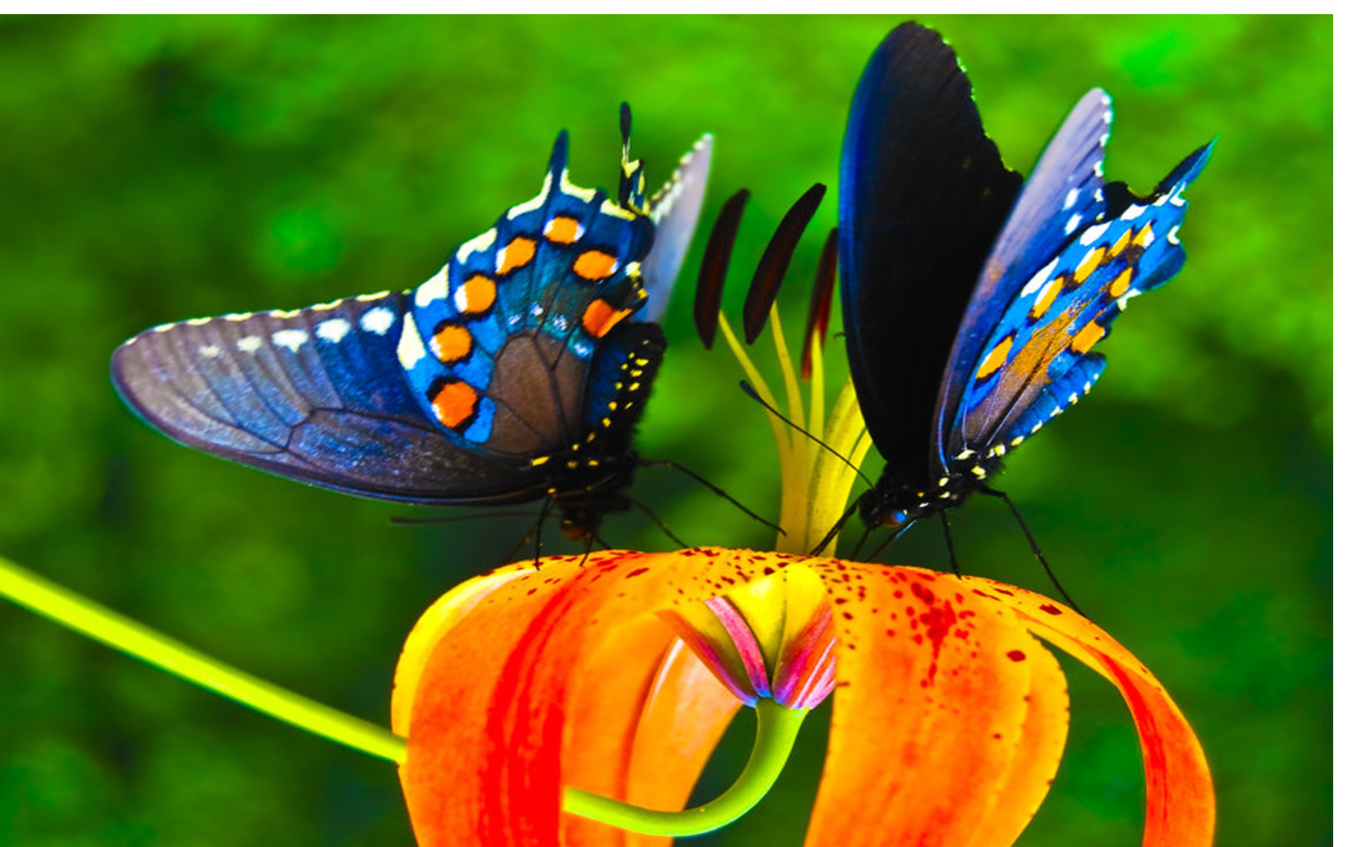 Colorful Butterfly Wallpapers